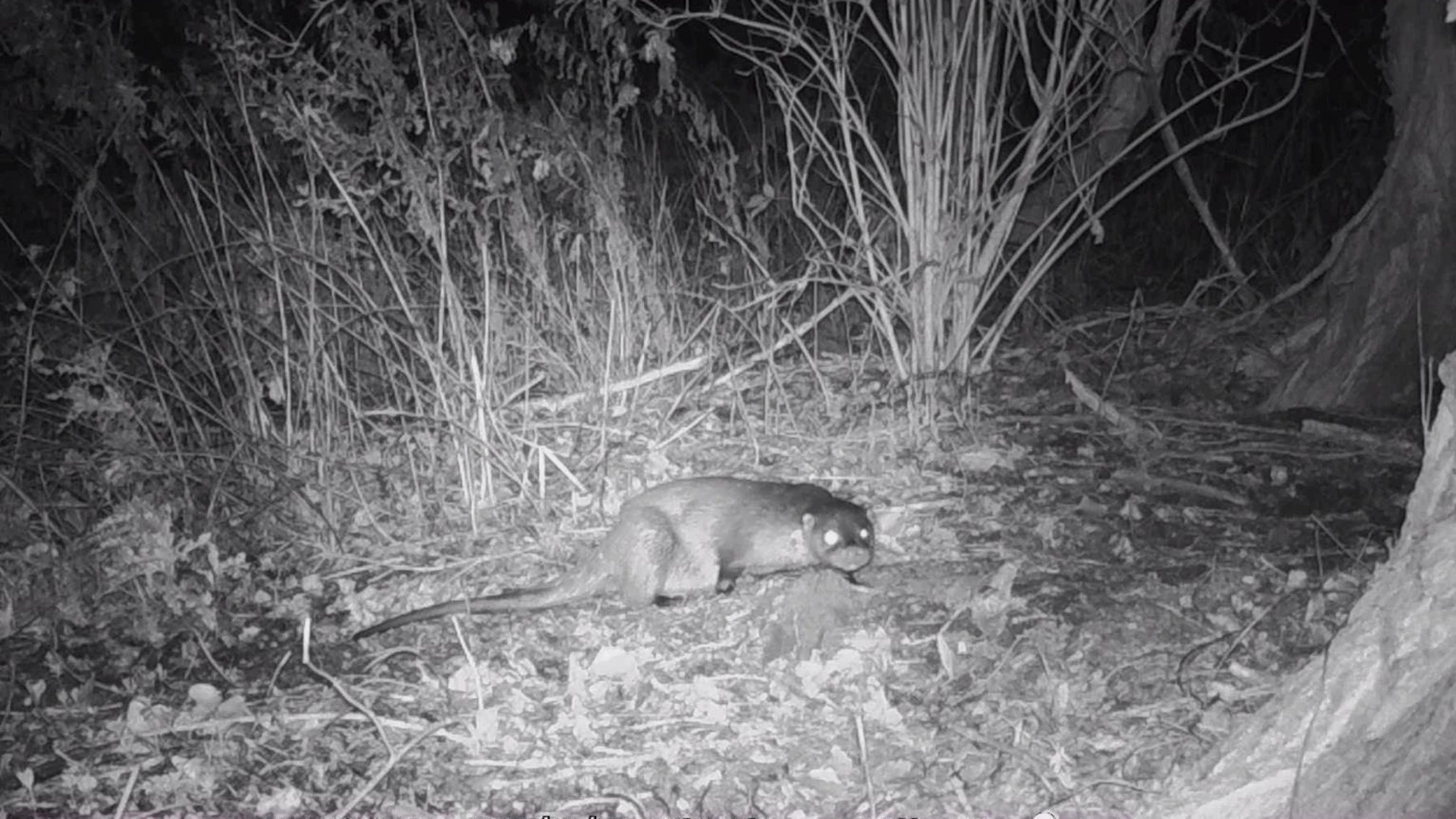 Otters in Vlaanderen: van vogelvrij tot beschermd