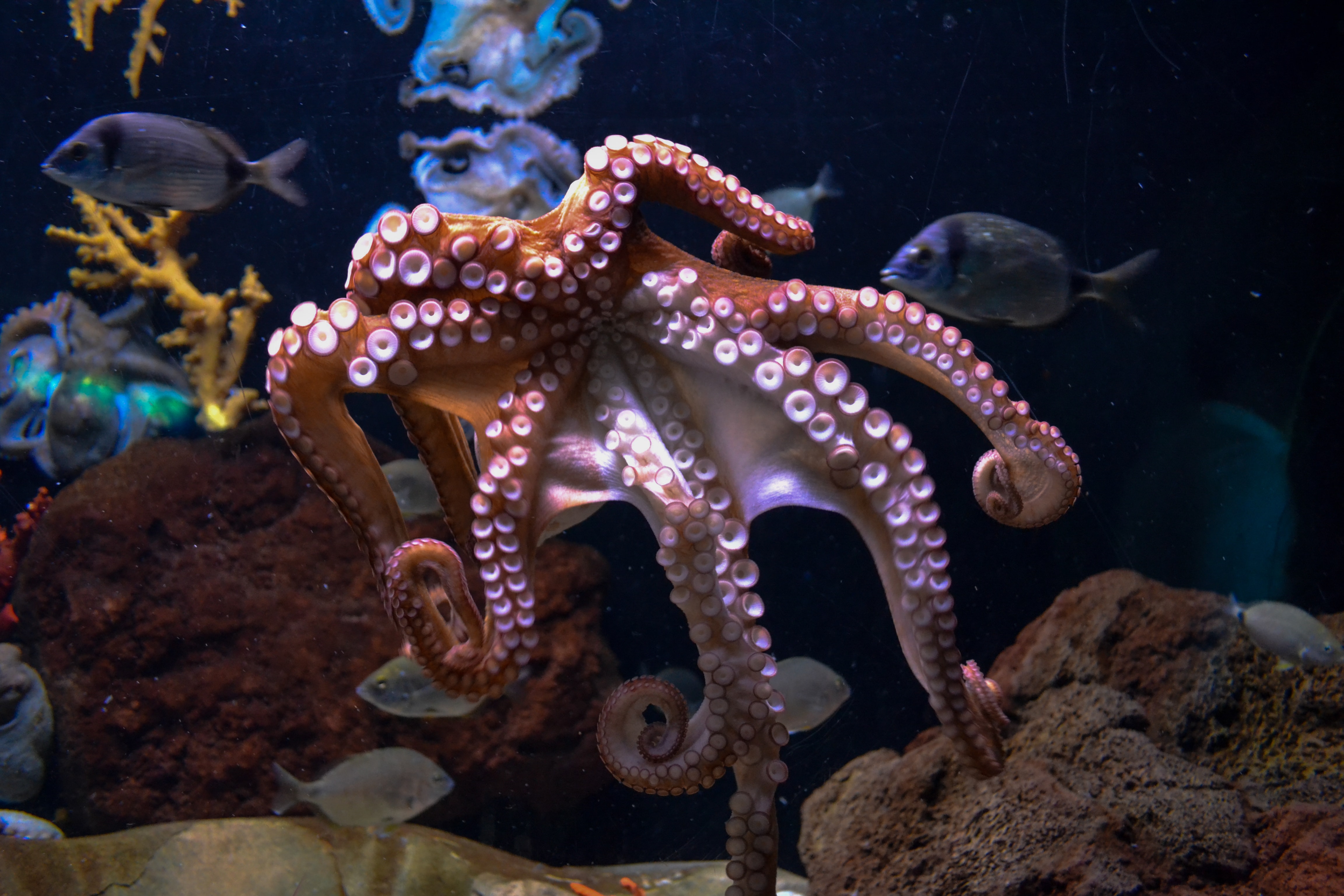 Octopusachtige tentakels helpen kankercellen om weefsel binnen te dringen