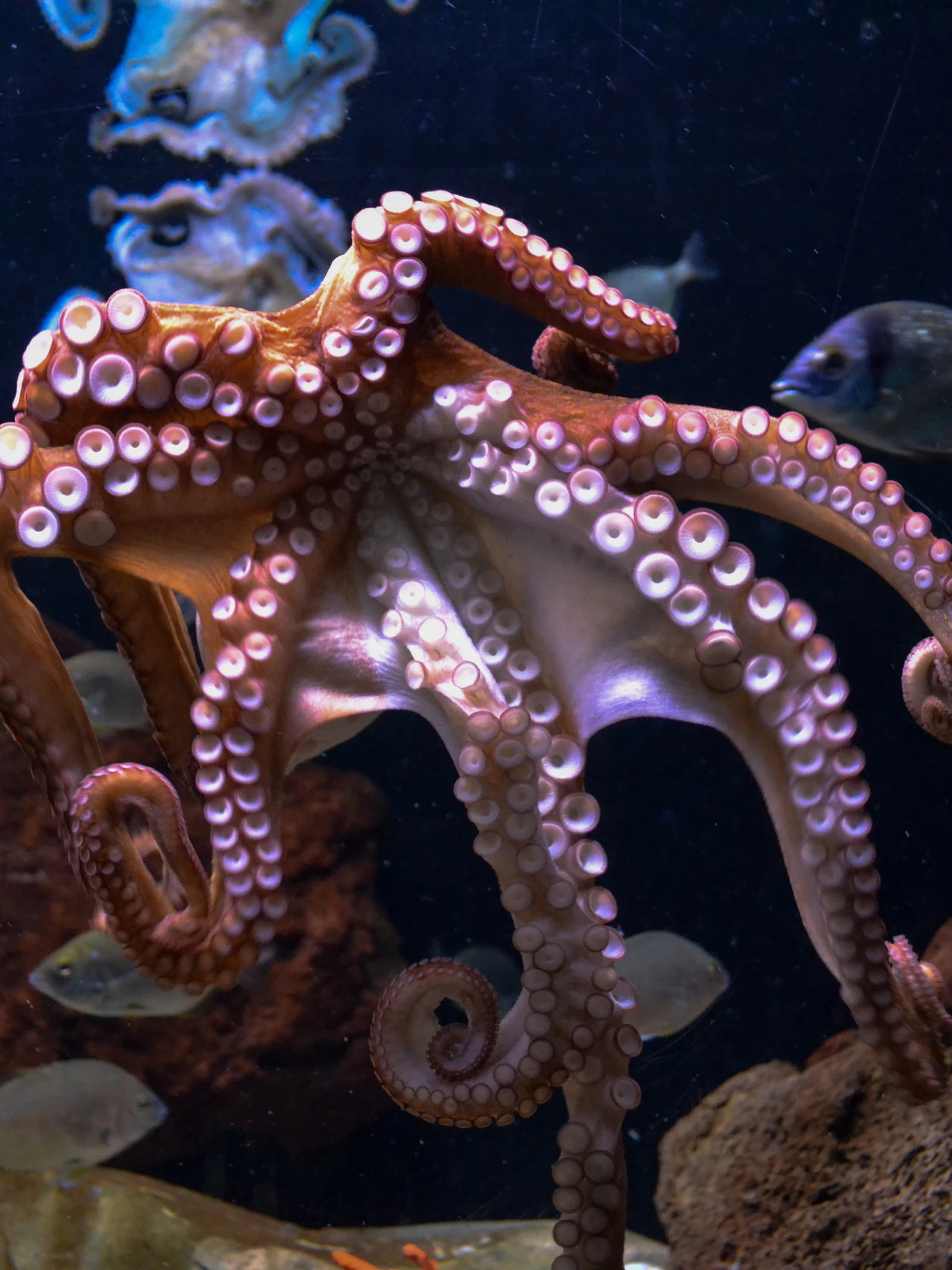 Octopusachtige tentakels helpen kankercellen om weefsel binnen te dringen