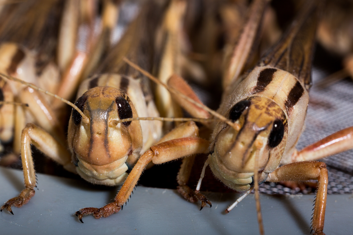 Kunnen insecten de voedselkringloop sluiten?