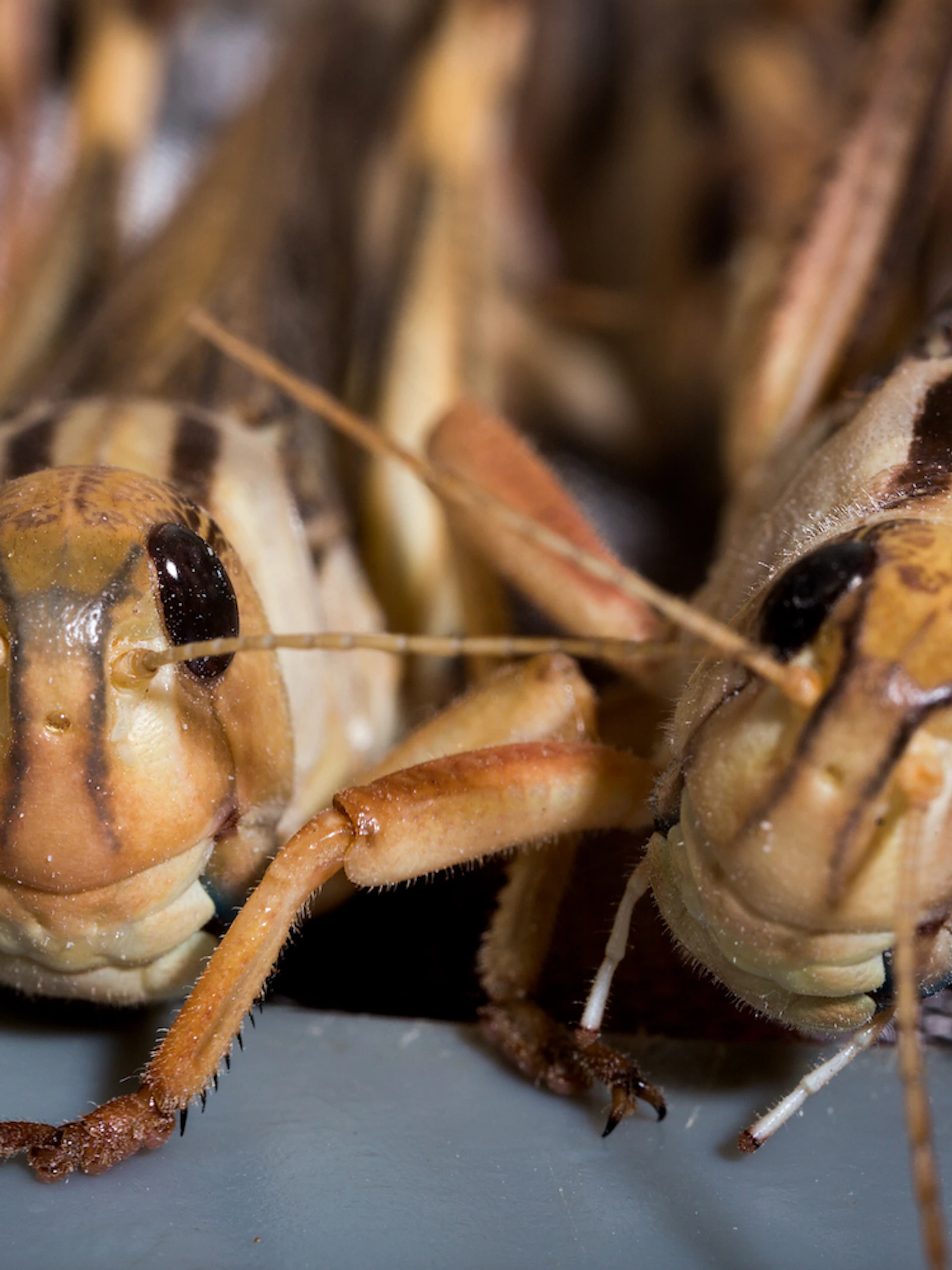 Kunnen insecten de voedselkringloop sluiten?