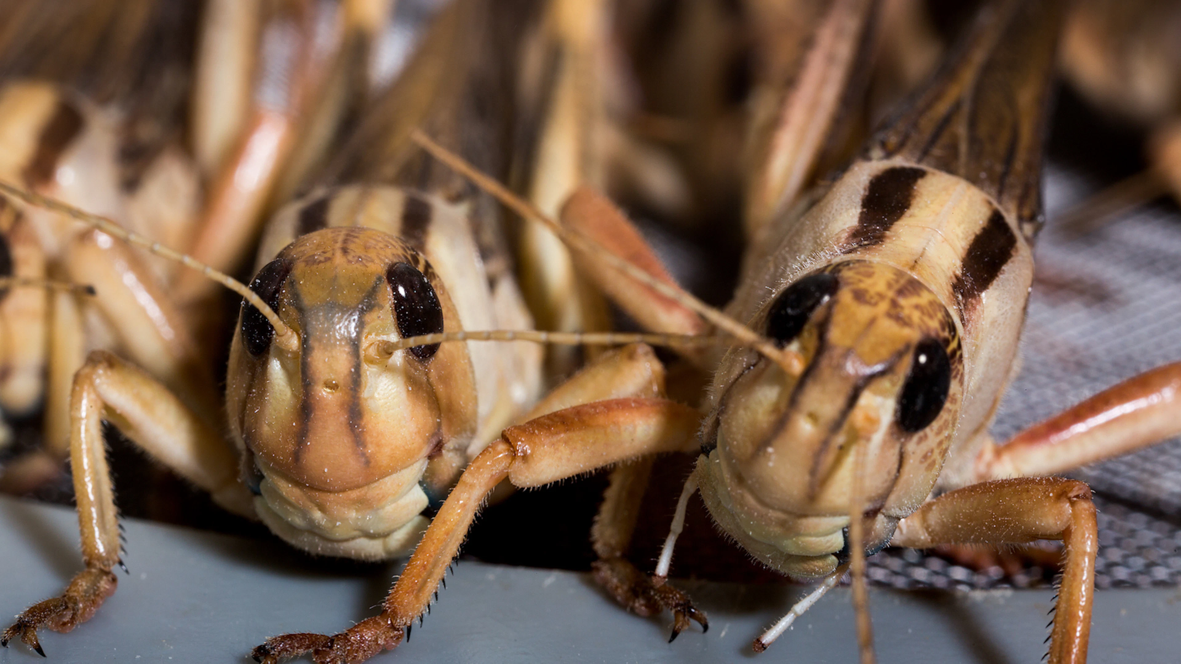 Kunnen insecten de voedselkringloop sluiten?