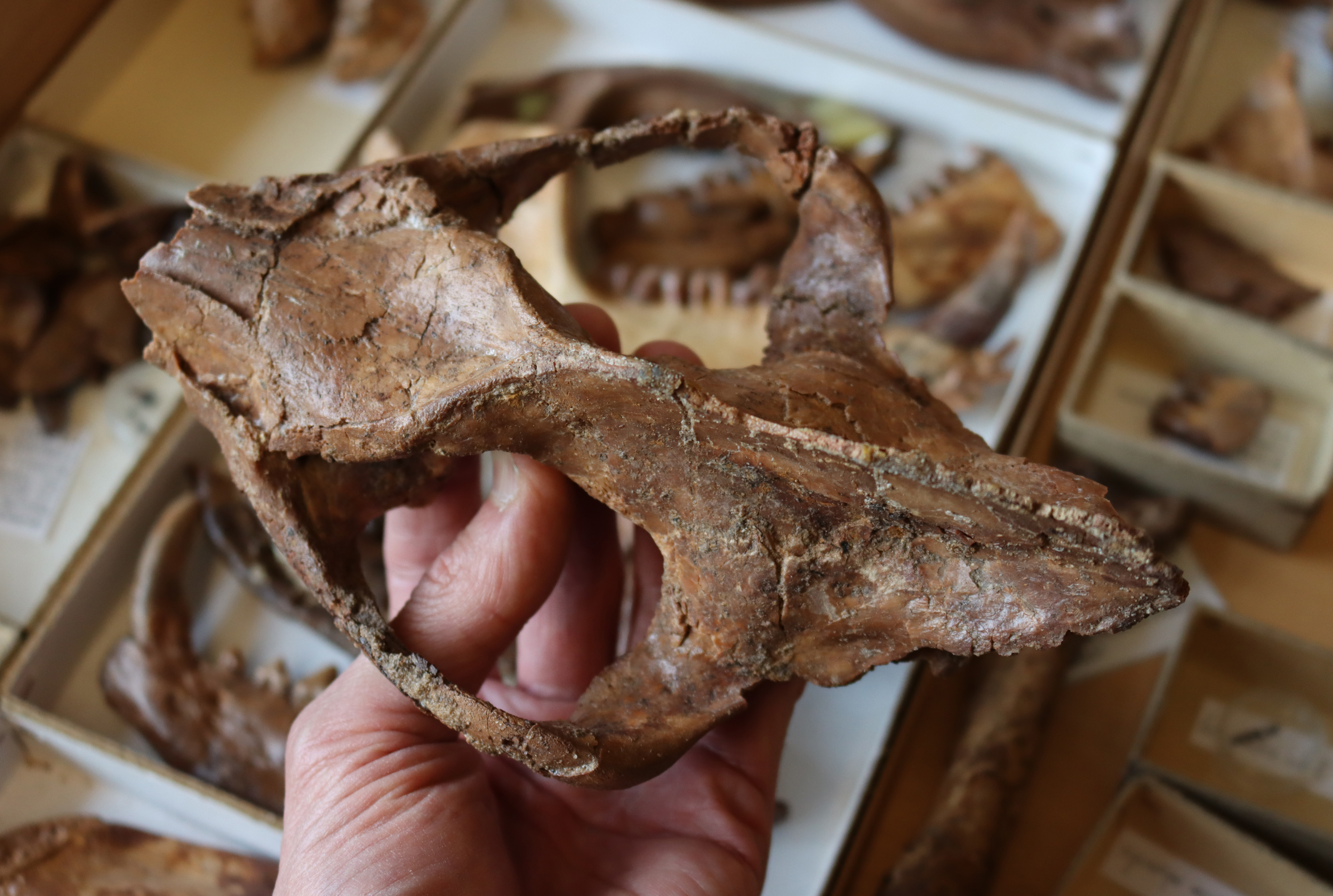 Schedel van Arctocyon uit de collecties van het Koninklijk Belgisch Instituut voor Natuurwetenschappen. De schedel werd in de ja
