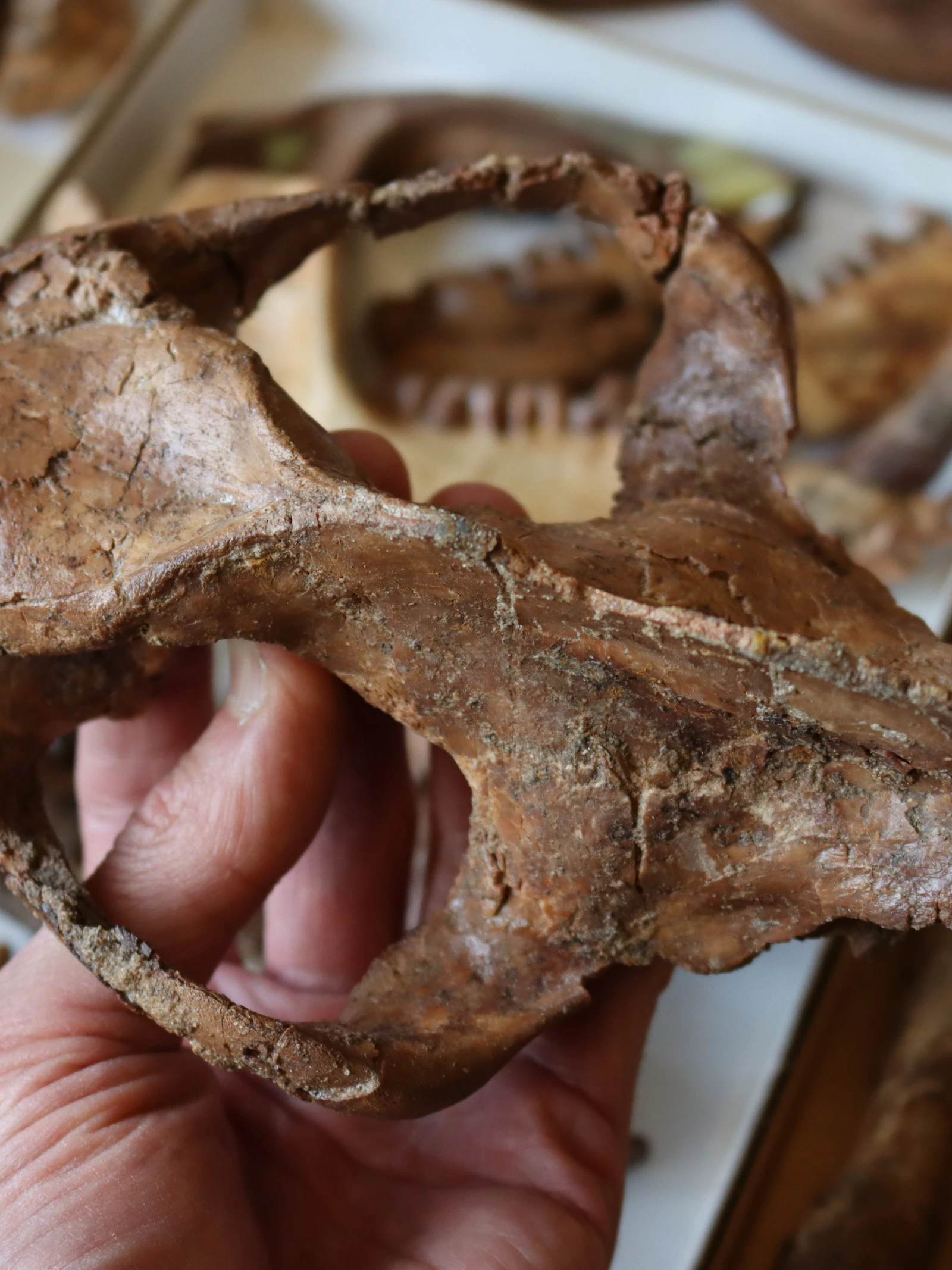 Schedel van Arctocyon uit de collecties van het Koninklijk Belgisch Instituut voor Natuurwetenschappen. De schedel werd in de ja