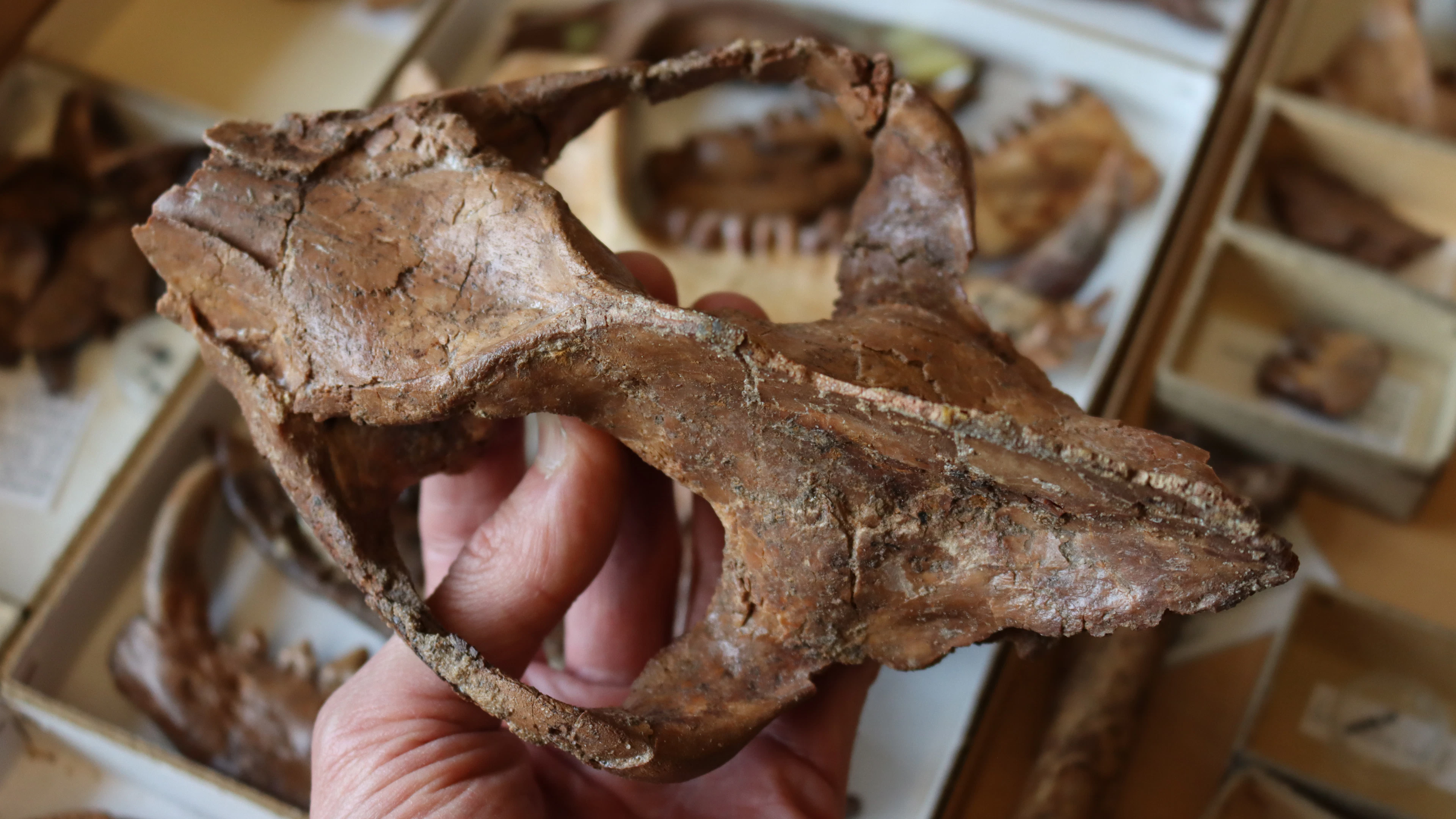 Schedel van Arctocyon uit de collecties van het Koninklijk Belgisch Instituut voor Natuurwetenschappen. De schedel werd in de ja