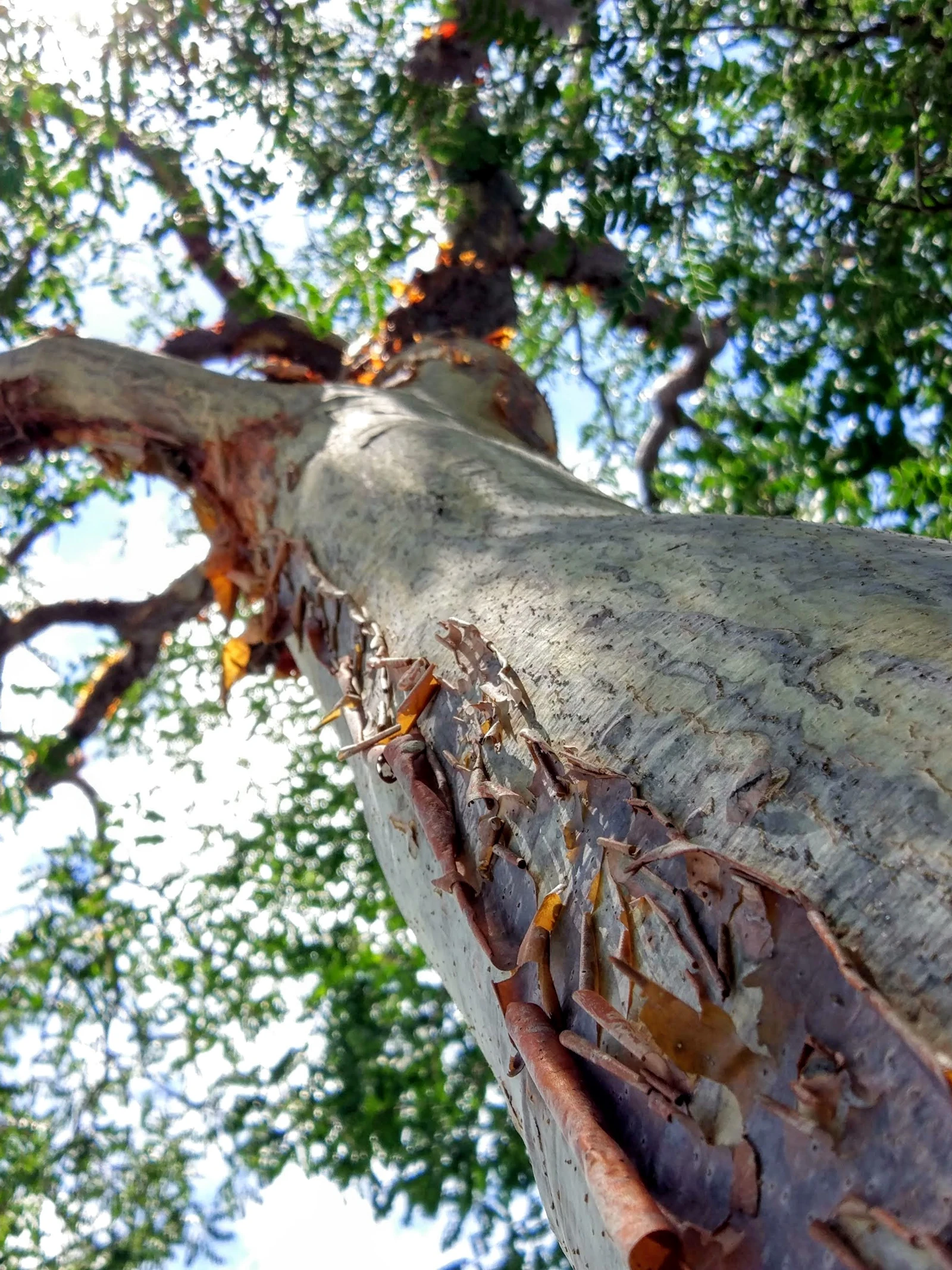 Hitte en droogte remmen groei tropische bomen