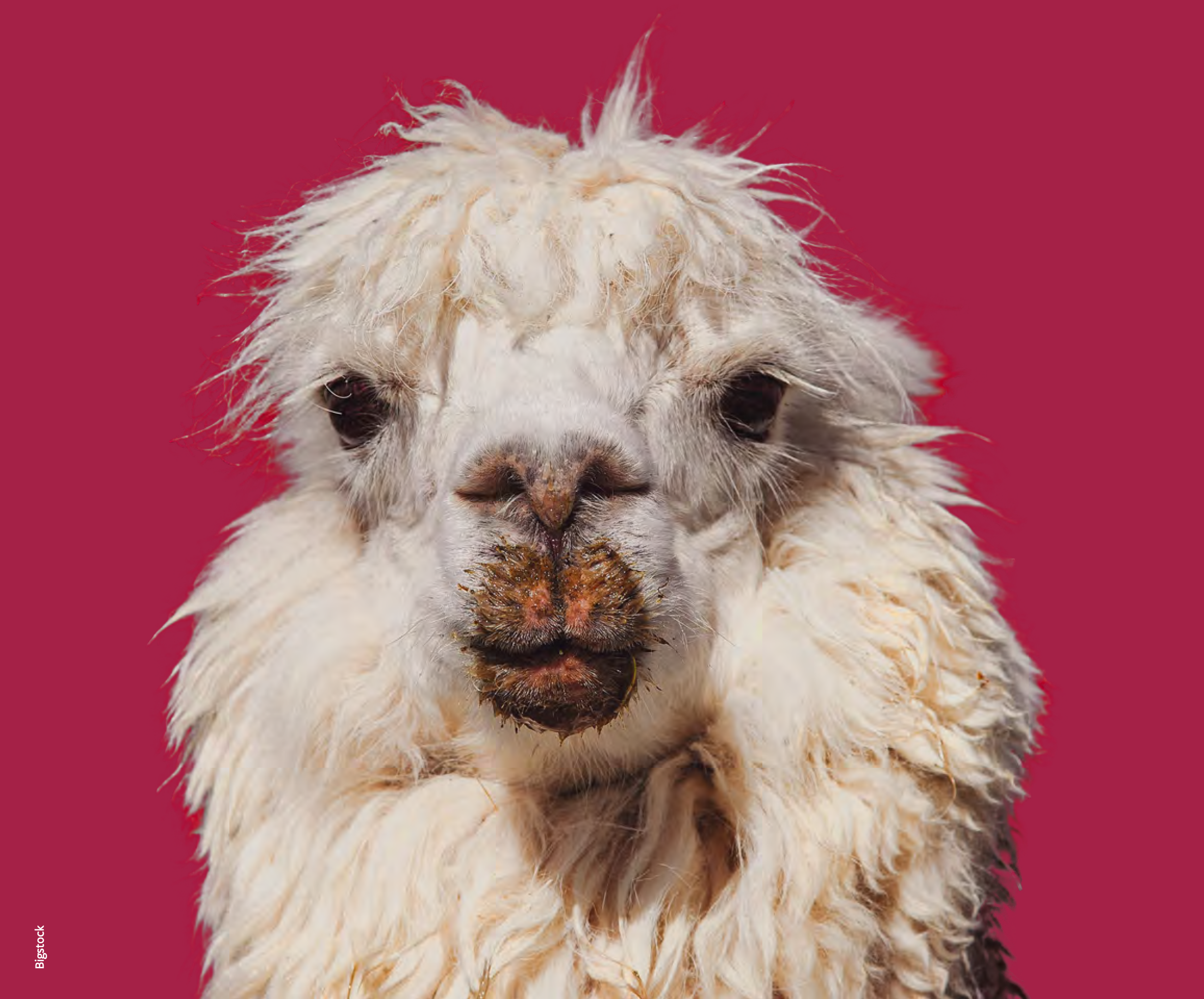 Lama redt aardbei