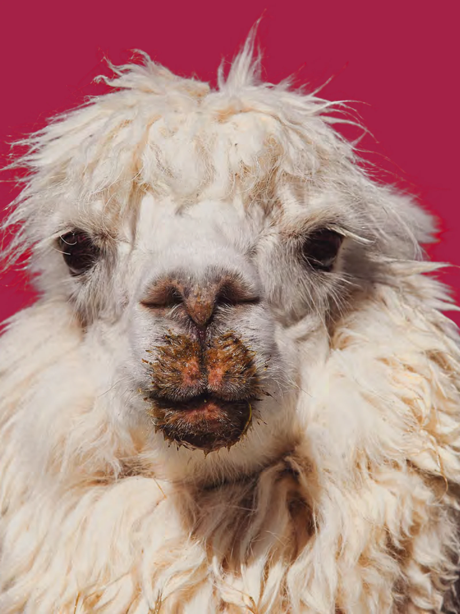 Lama redt aardbei