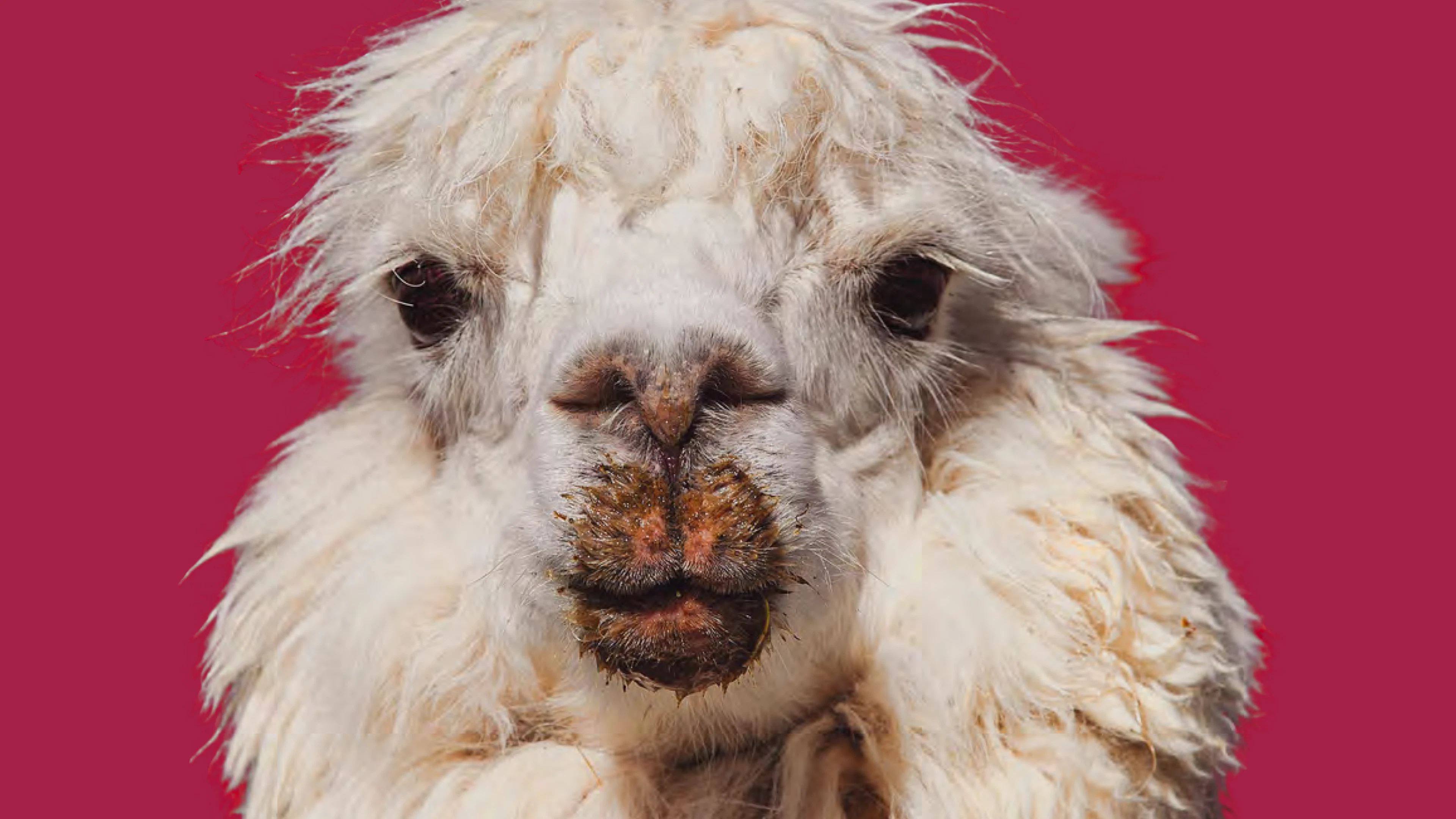 Lama redt aardbei