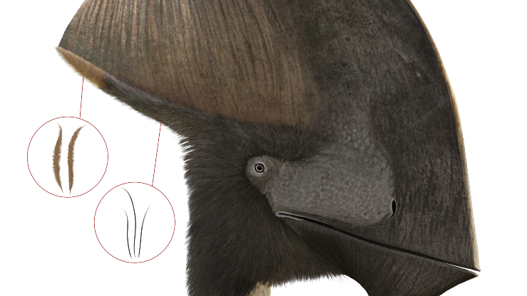 Artistieke impressie van de pterosaurus Tupandactylus. (Copyright: Julio Lacerda)