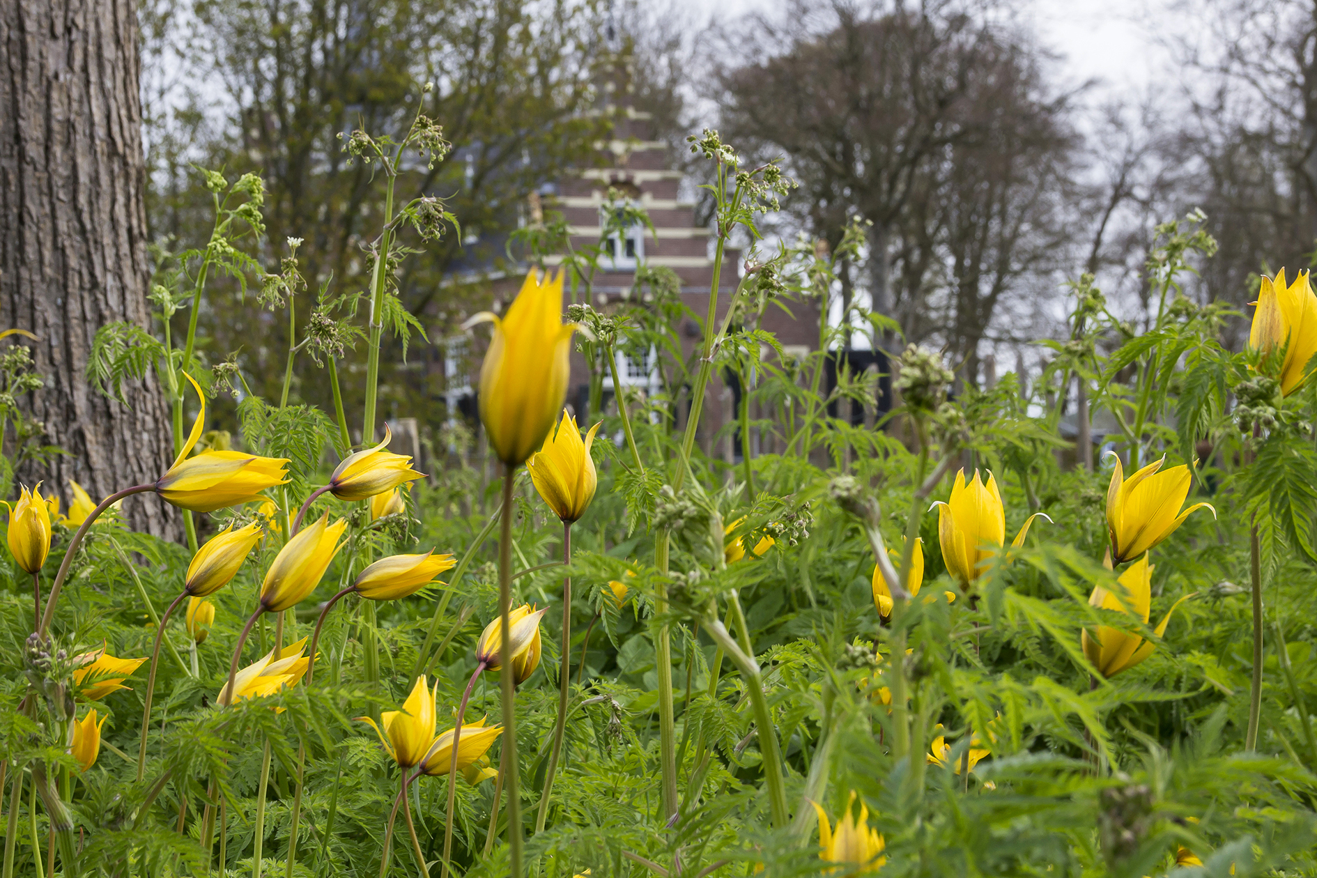 Hoe de wilde tulp de Lage Landen bereikte
