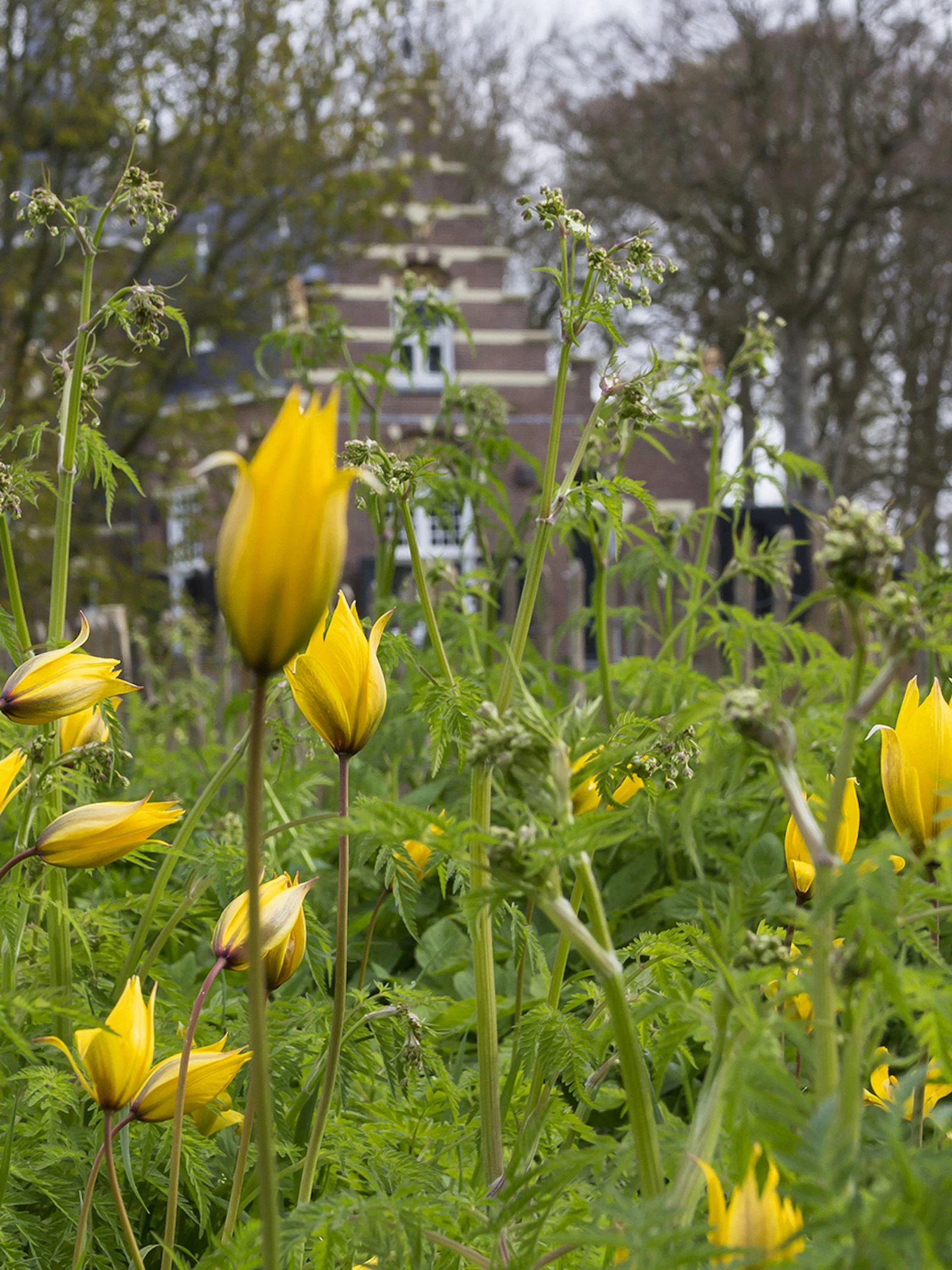 Hoe de wilde tulp de Lage Landen bereikte