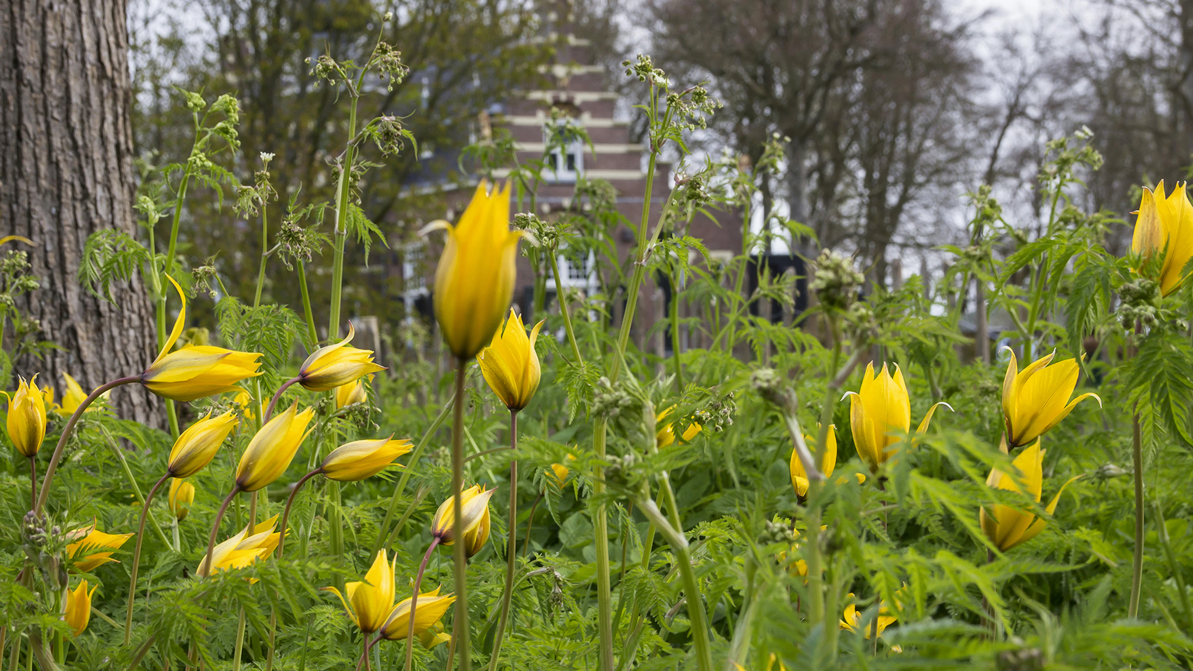 Hoe de wilde tulp de Lage Landen bereikte