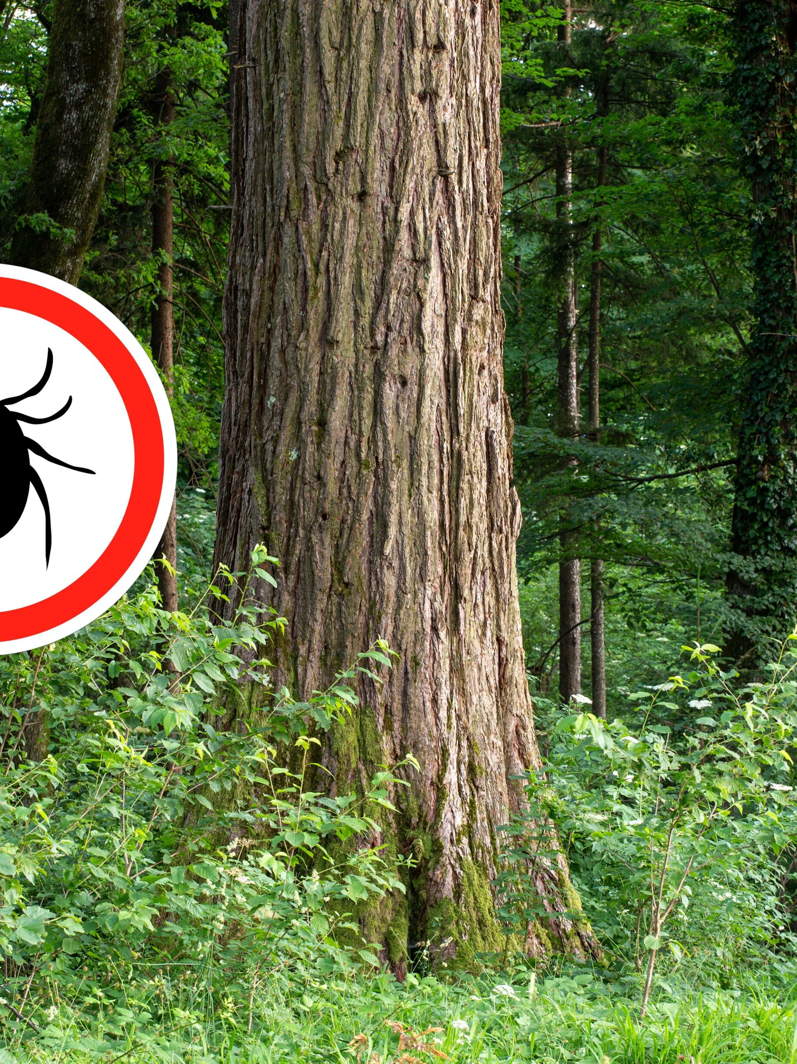 Zeven vragen en antwoorden over teken