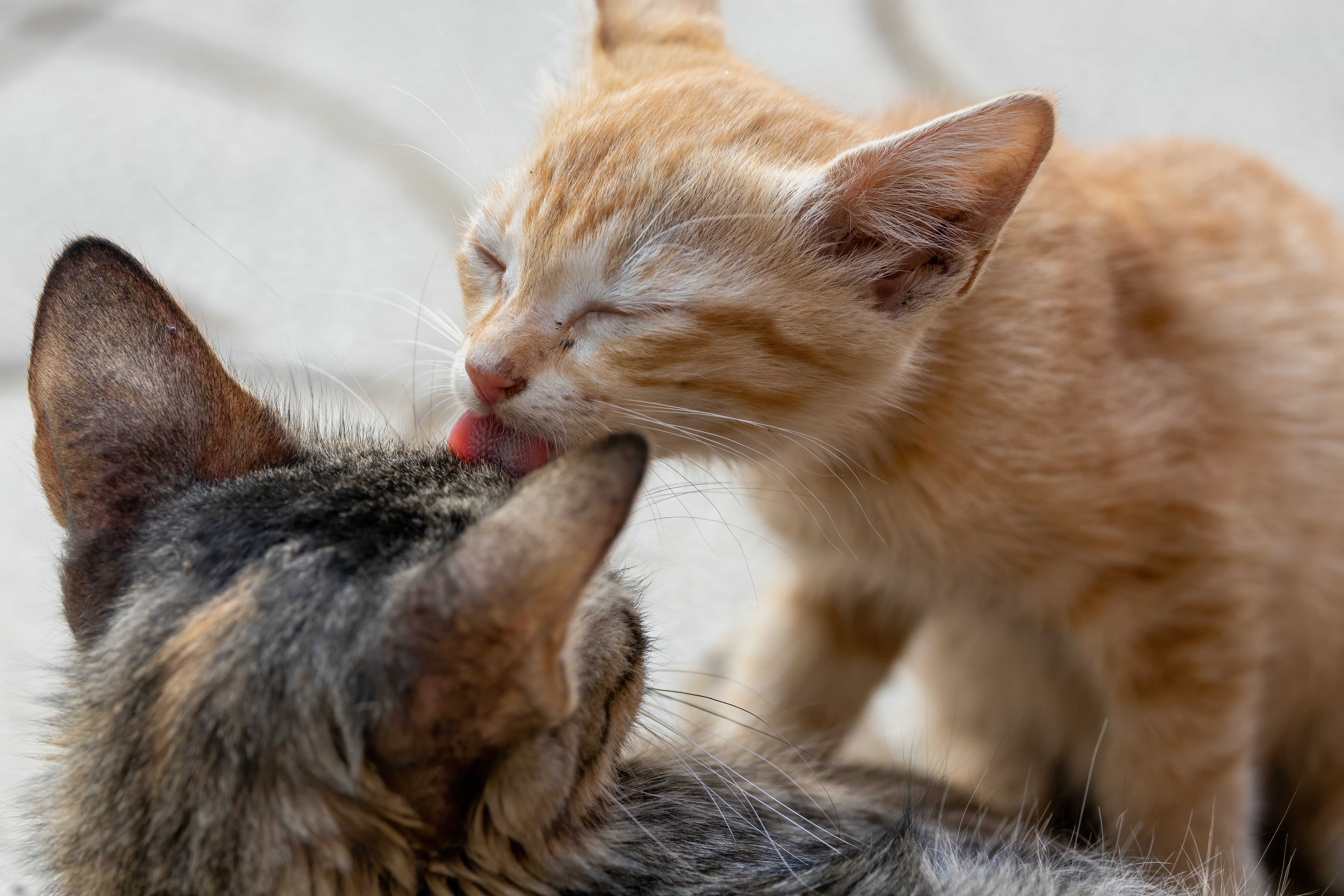 Crispr krabt de allergie van de kat
