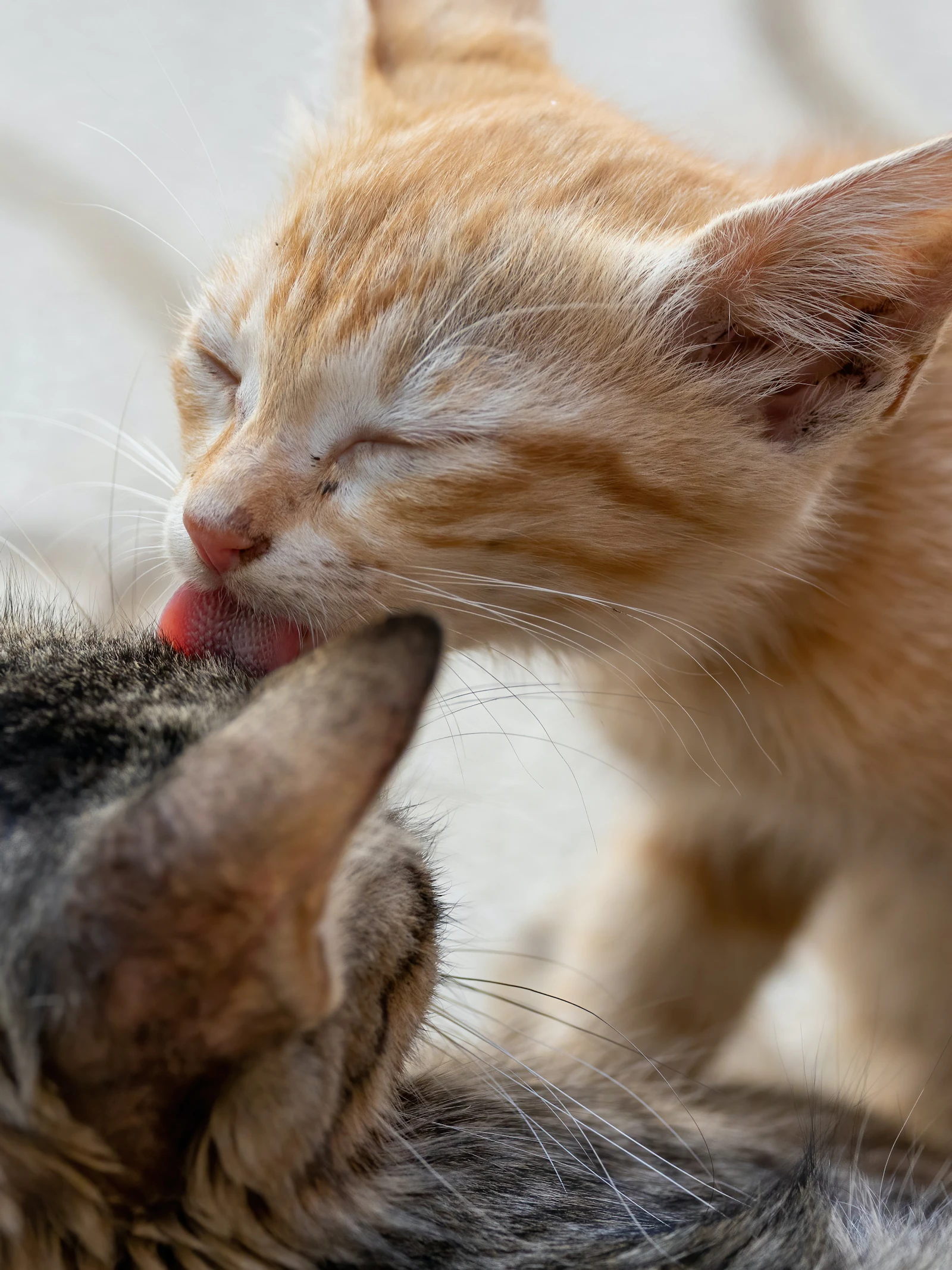 Crispr krabt de allergie van de kat