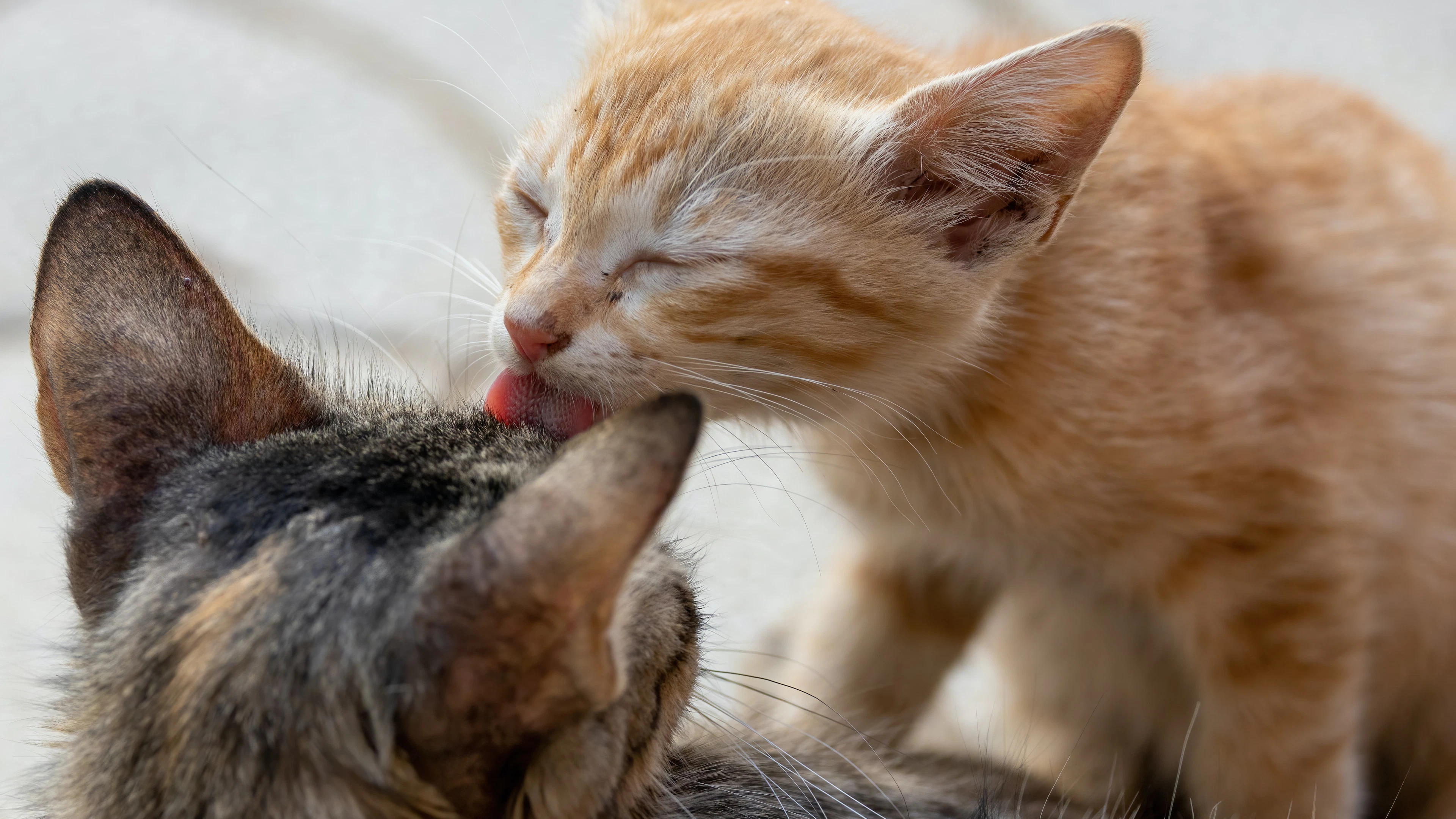 Crispr krabt de allergie van de kat