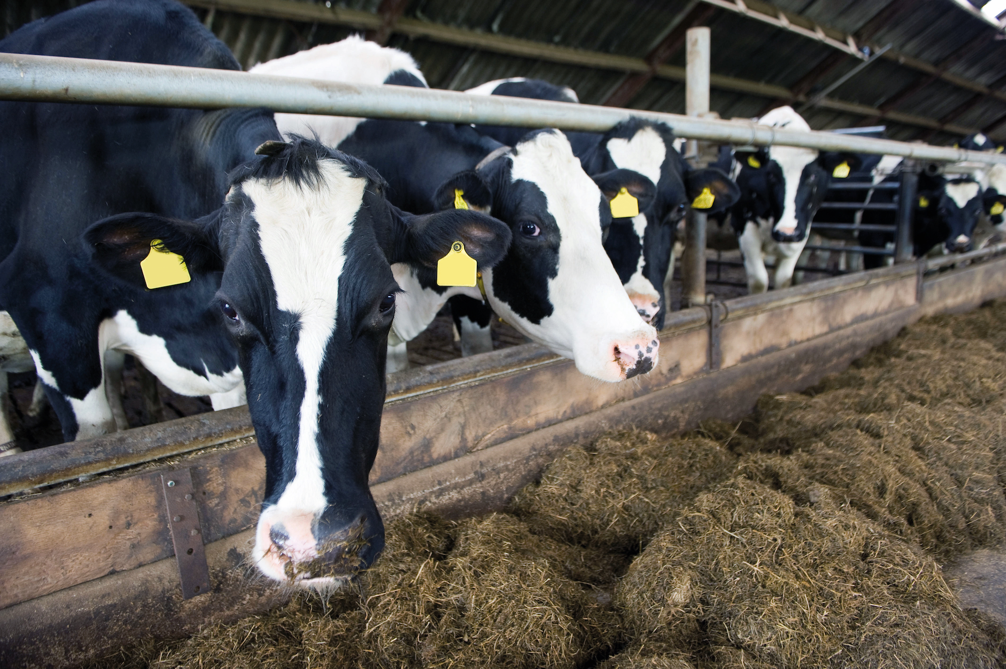 Hoe genetische selectie helpt om infectieziektes uit te roeien