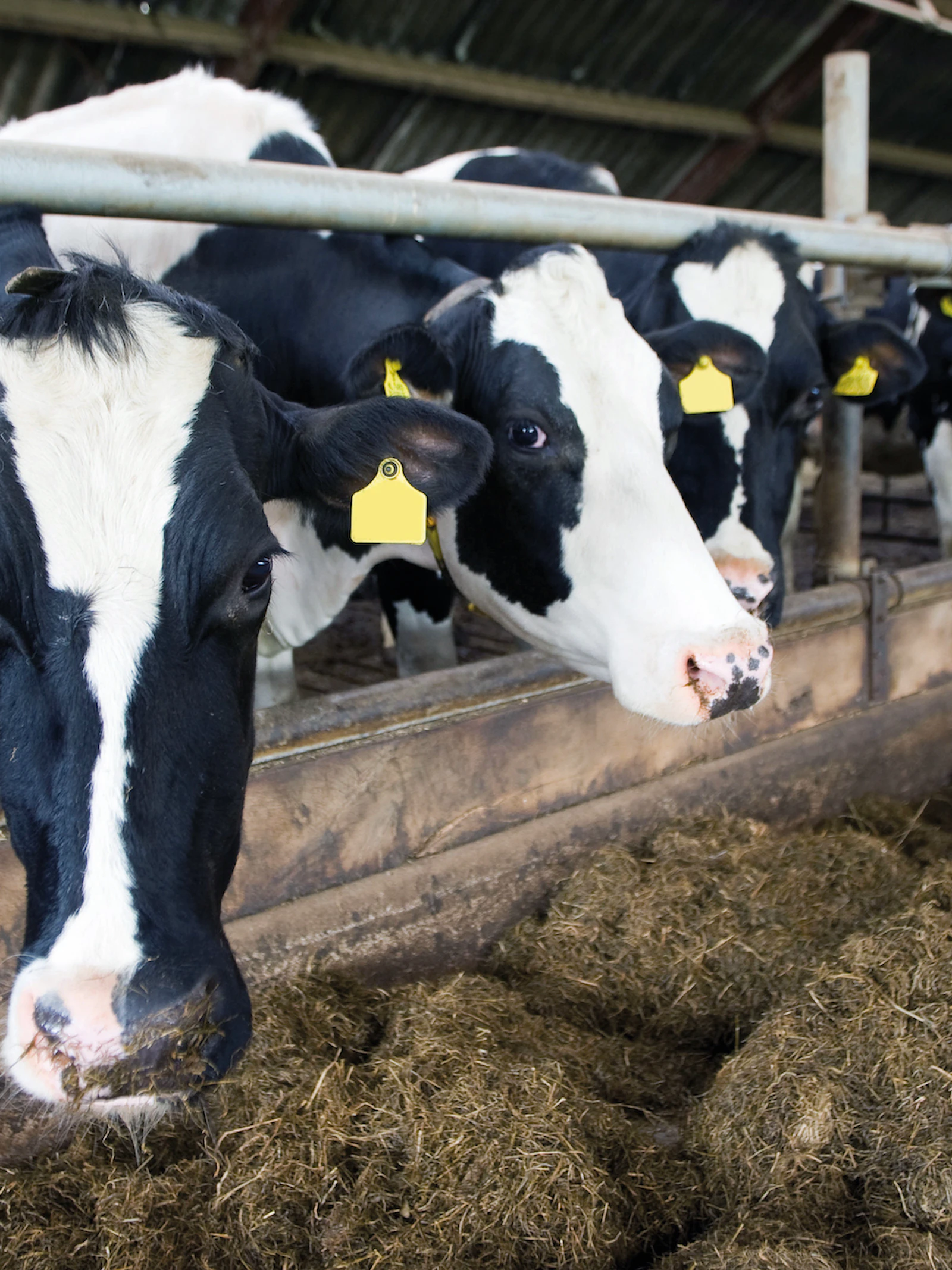 Hoe genetische selectie helpt om infectieziektes uit te roeien