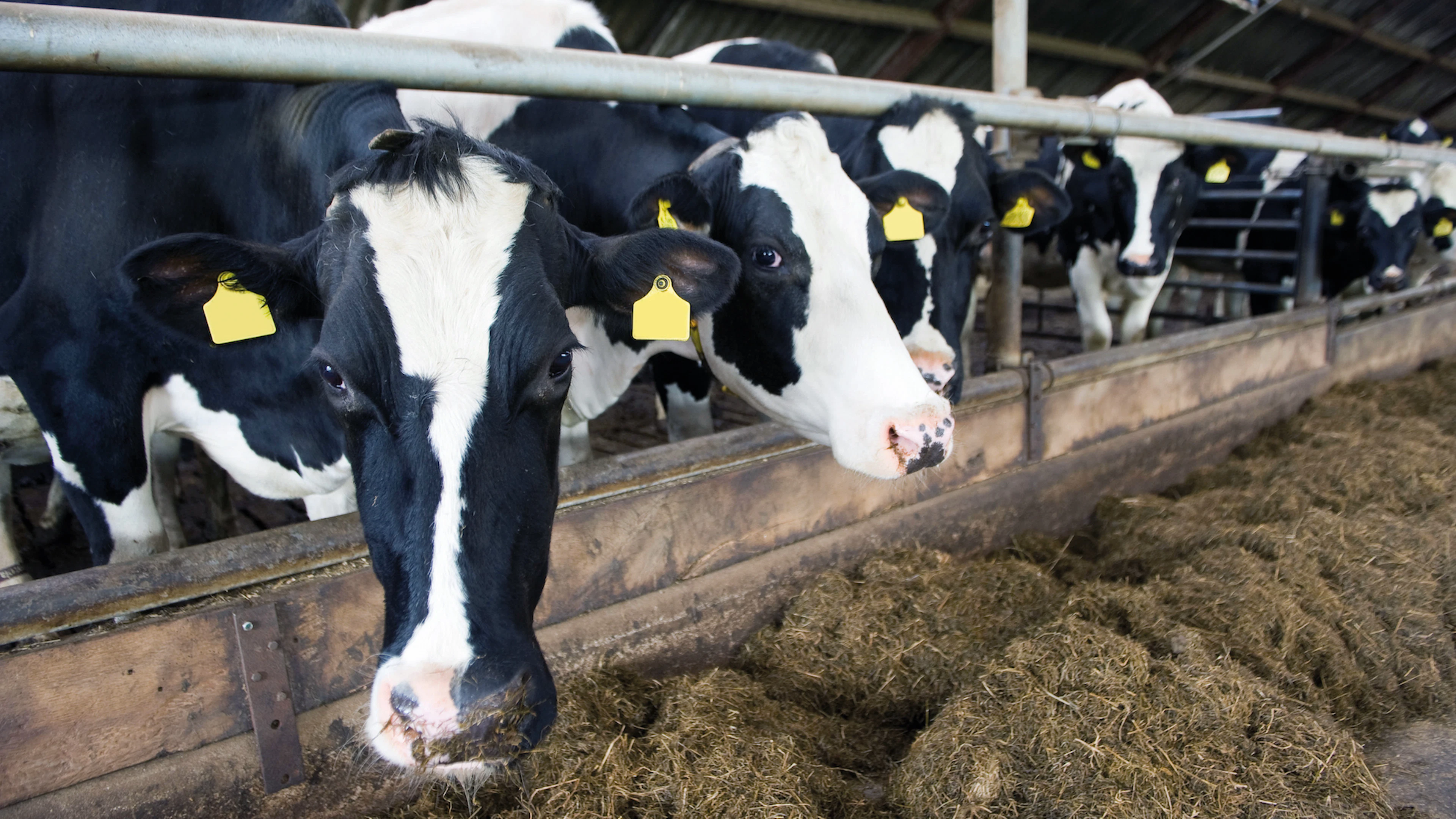 Hoe genetische selectie helpt om infectieziektes uit te roeien