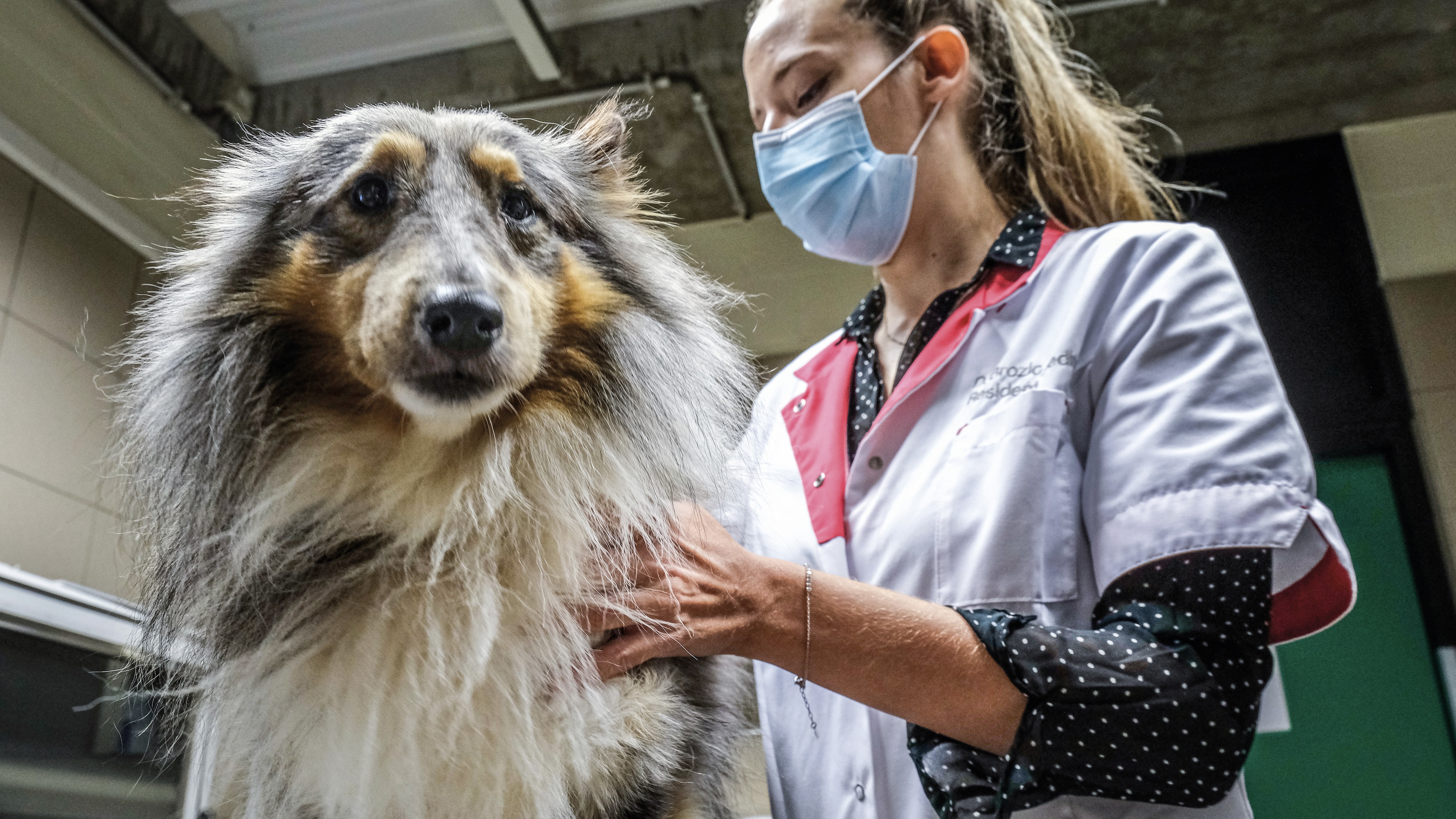 ‘Beloon je hond liever met een aai of knuffel in plaats van met een koekje’