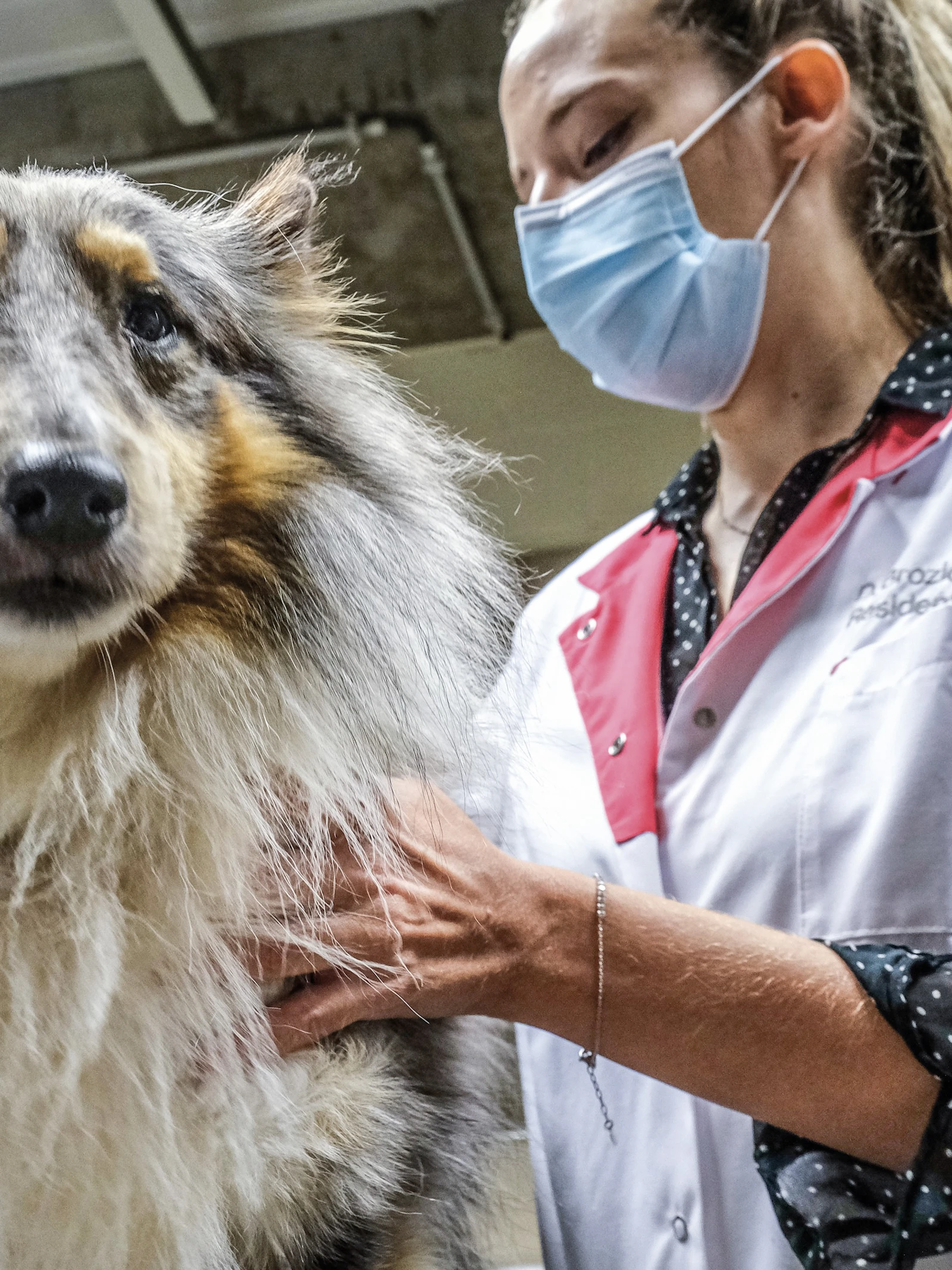 ‘Beloon je hond liever met een aai of knuffel in plaats van met een koekje’