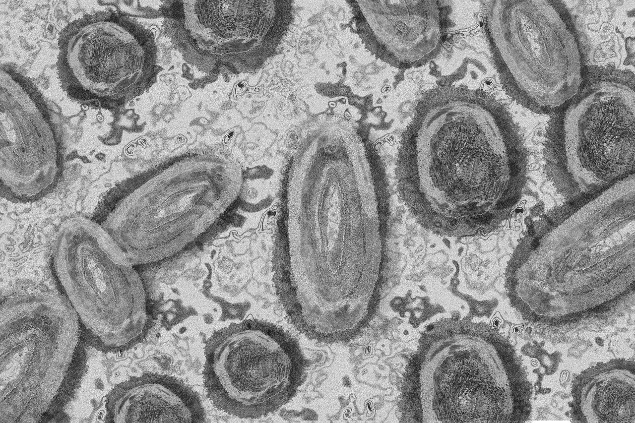 Zes vragen en antwoorden over het apenpokkenvirus