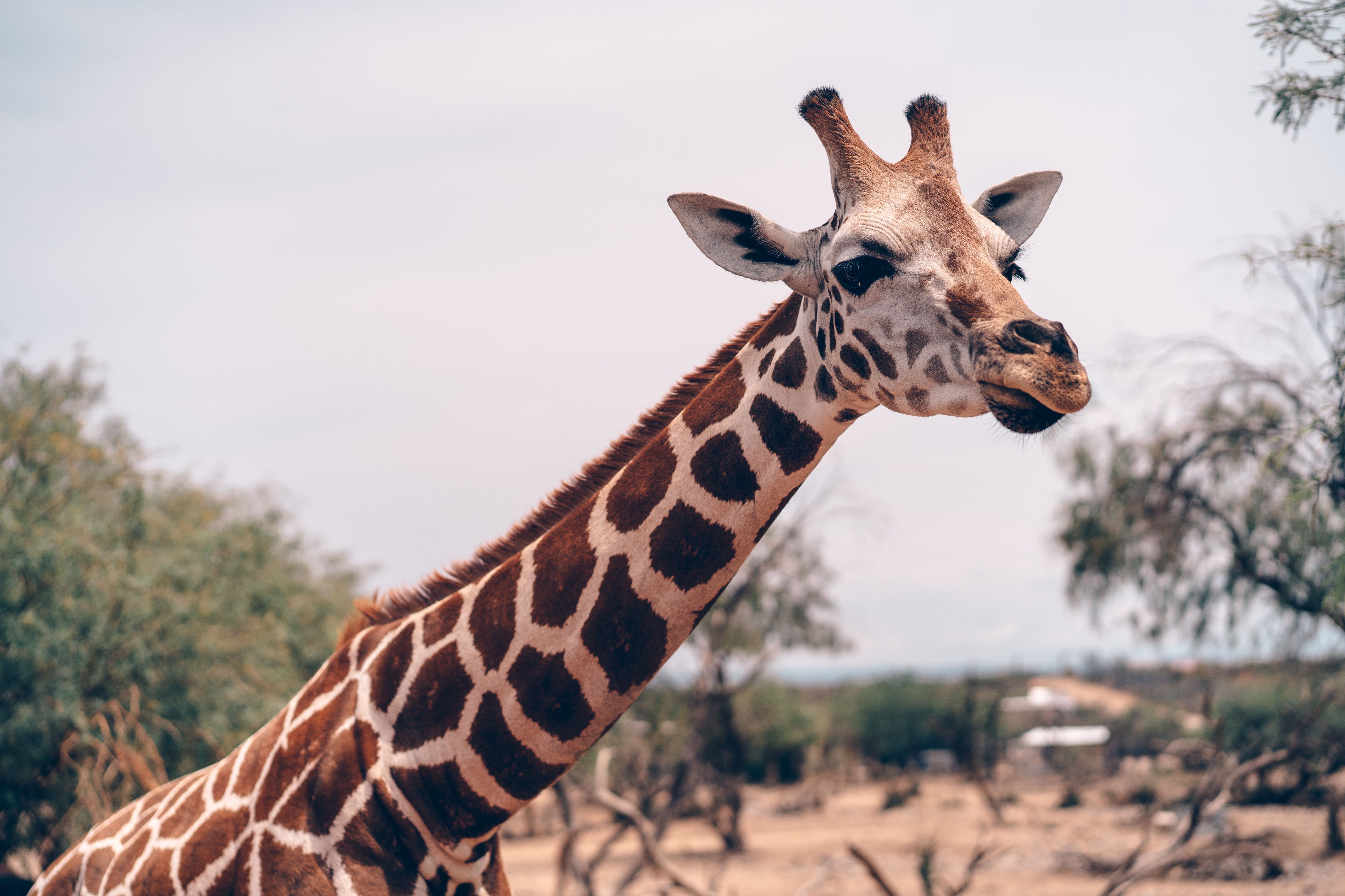 ‘Kopgevechten’ gaven giraffen lange nek