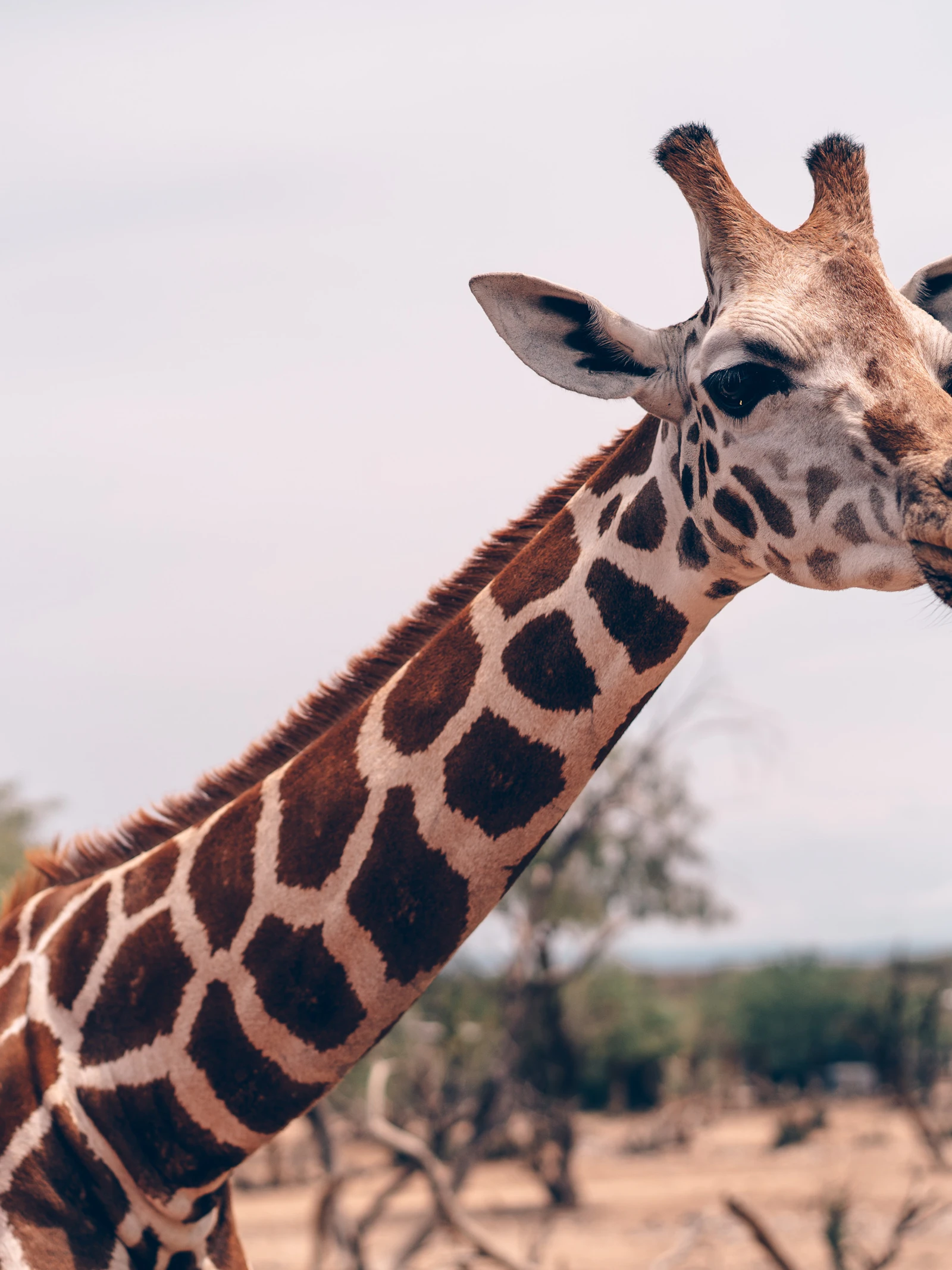 ‘Kopgevechten’ gaven giraffen lange nek
