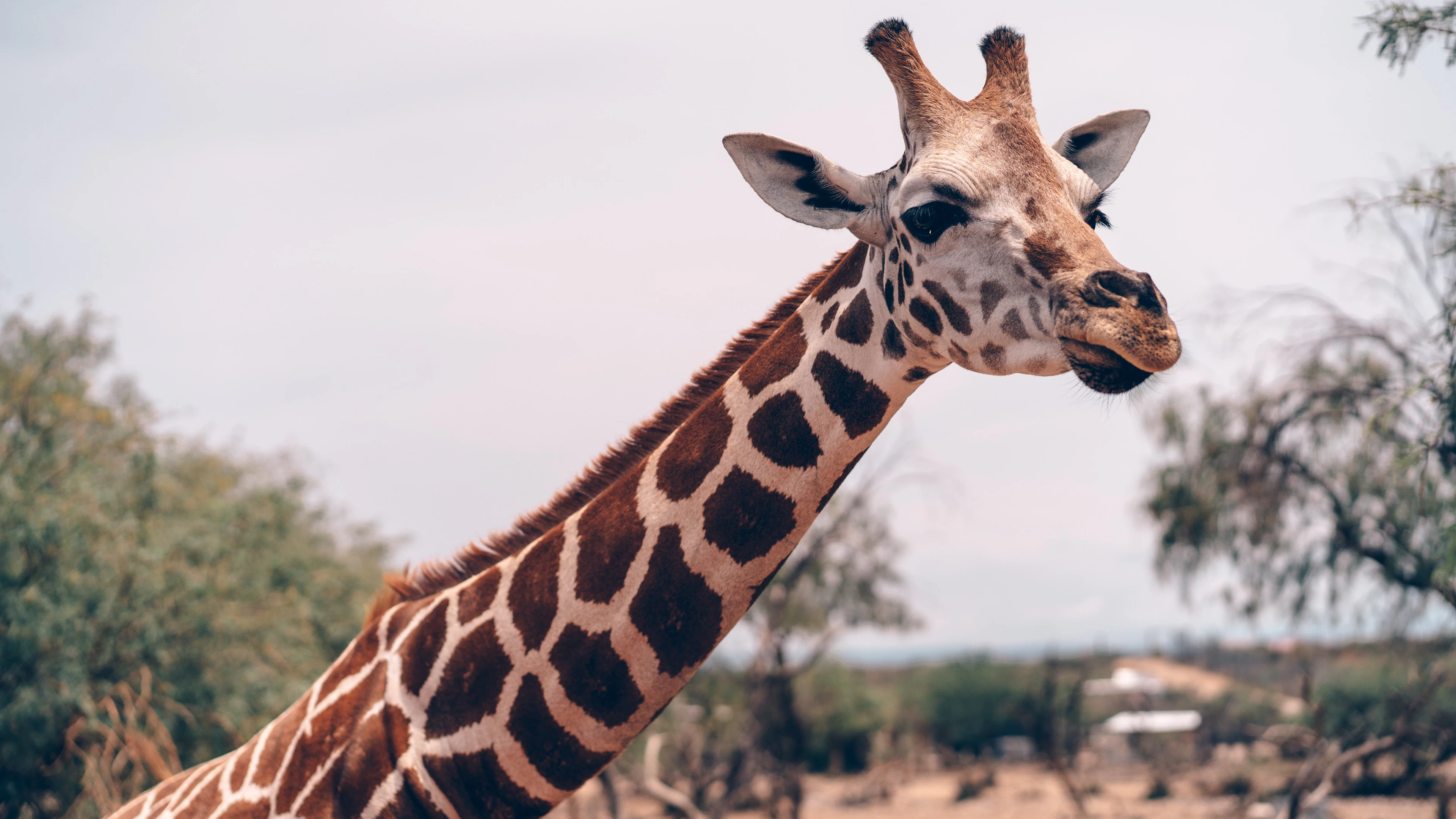 ‘Kopgevechten’ gaven giraffen lange nek
