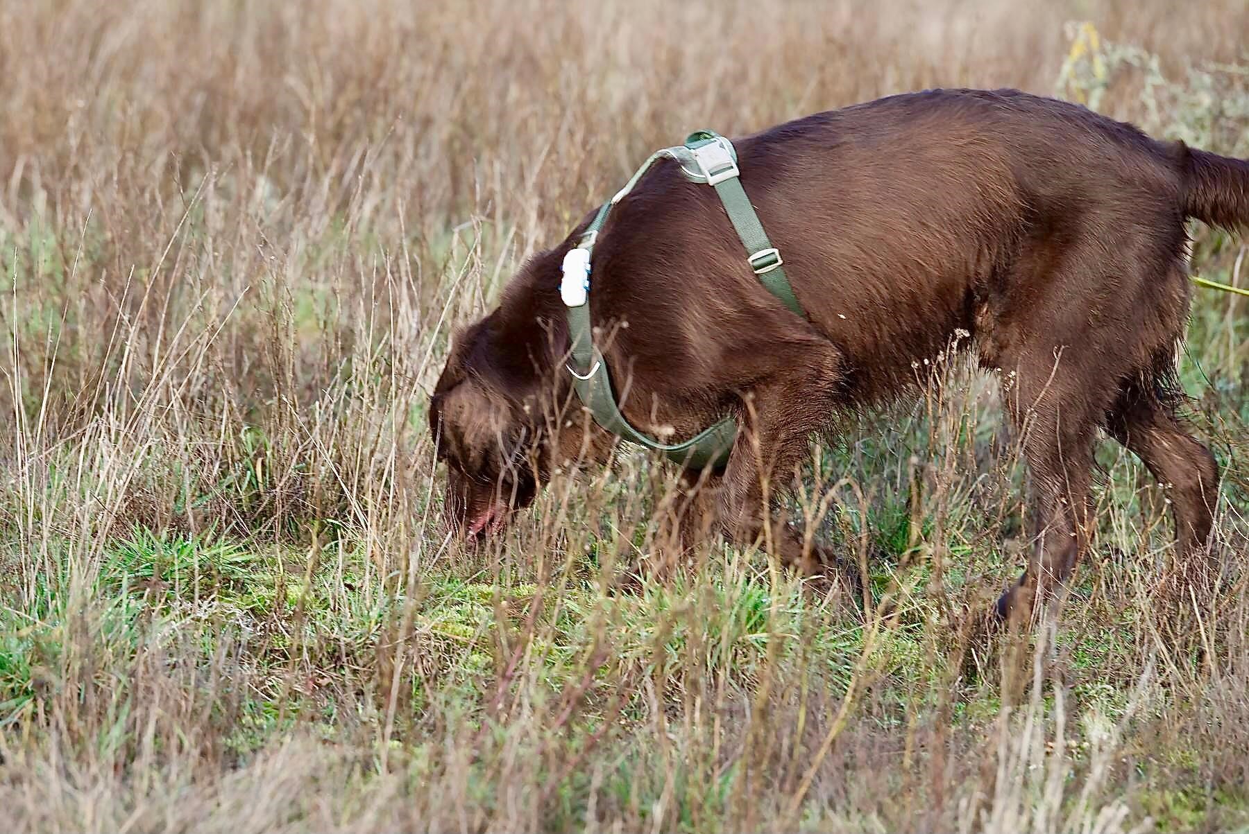 Wietse, de hond die naar wolven speurt