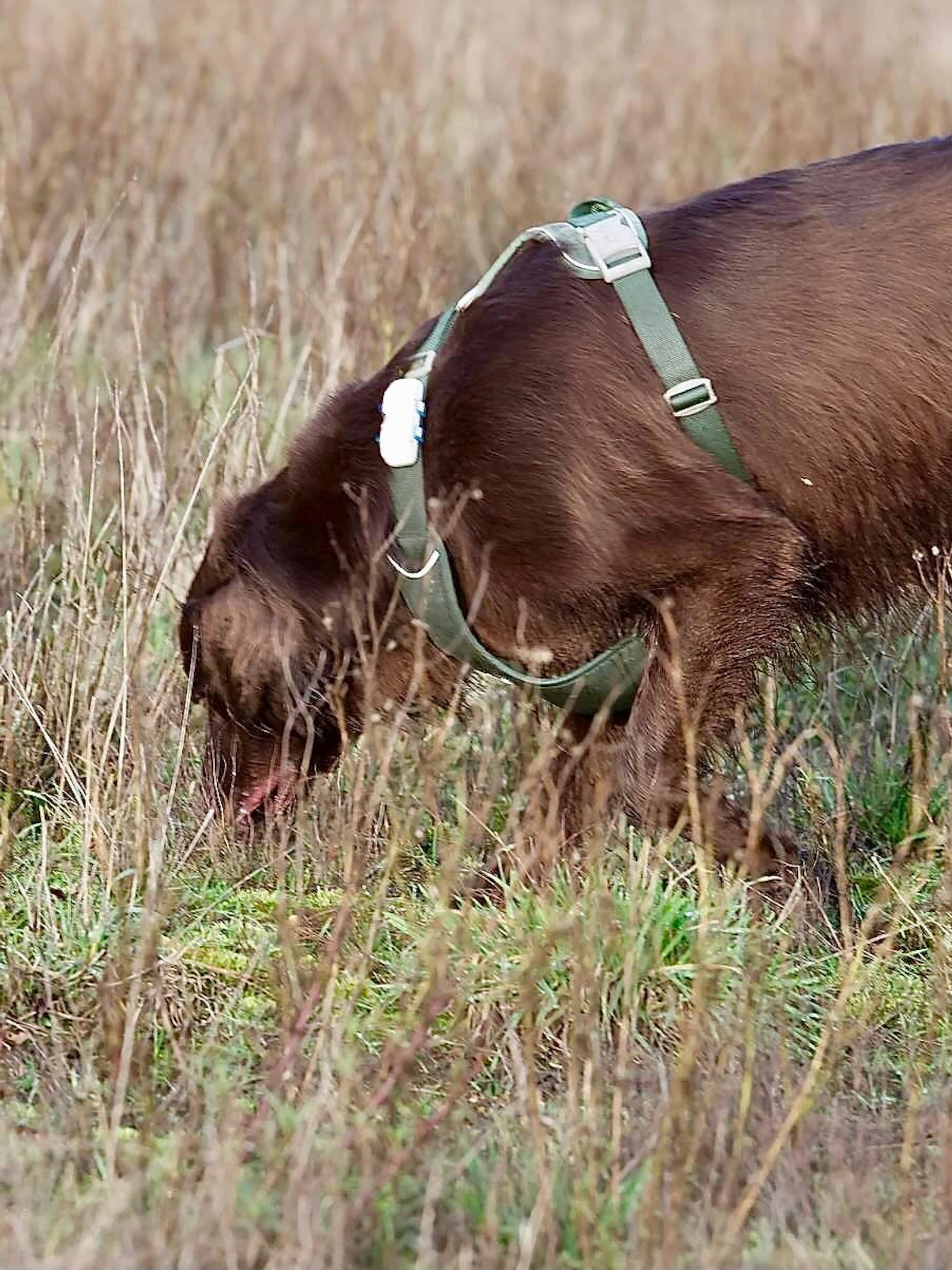 Wietse, de wolfspeurende hond Wietse, de hond die naar wolven speurt