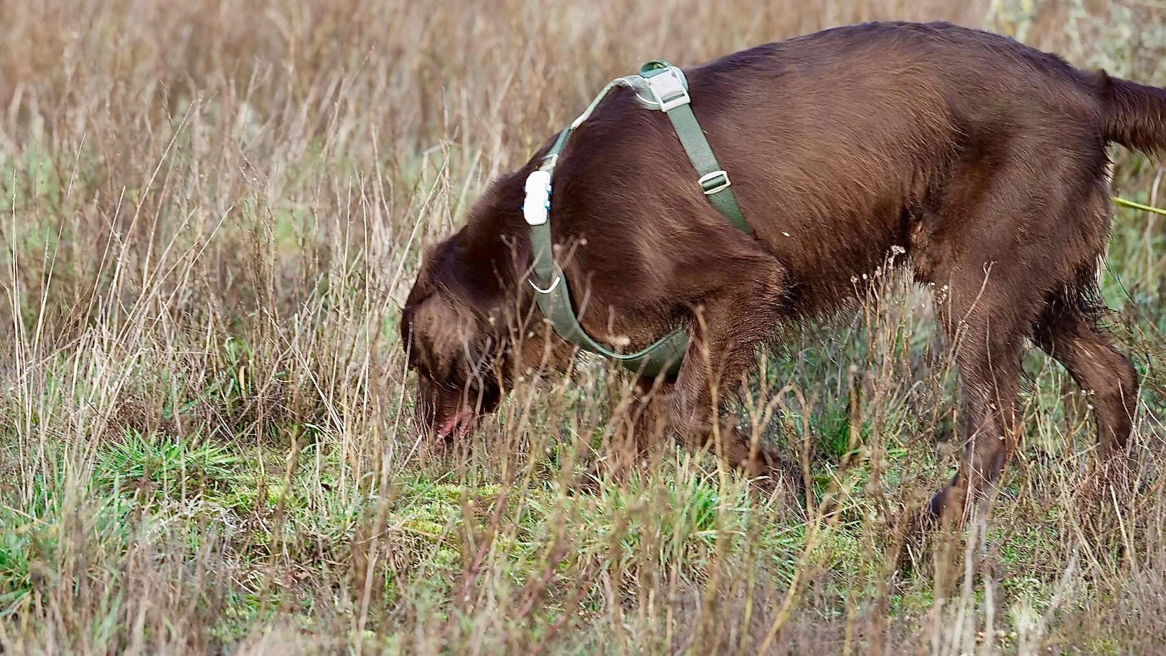 Wietse, de wolfspeurende hond Wietse, de hond die naar wolven speurt
