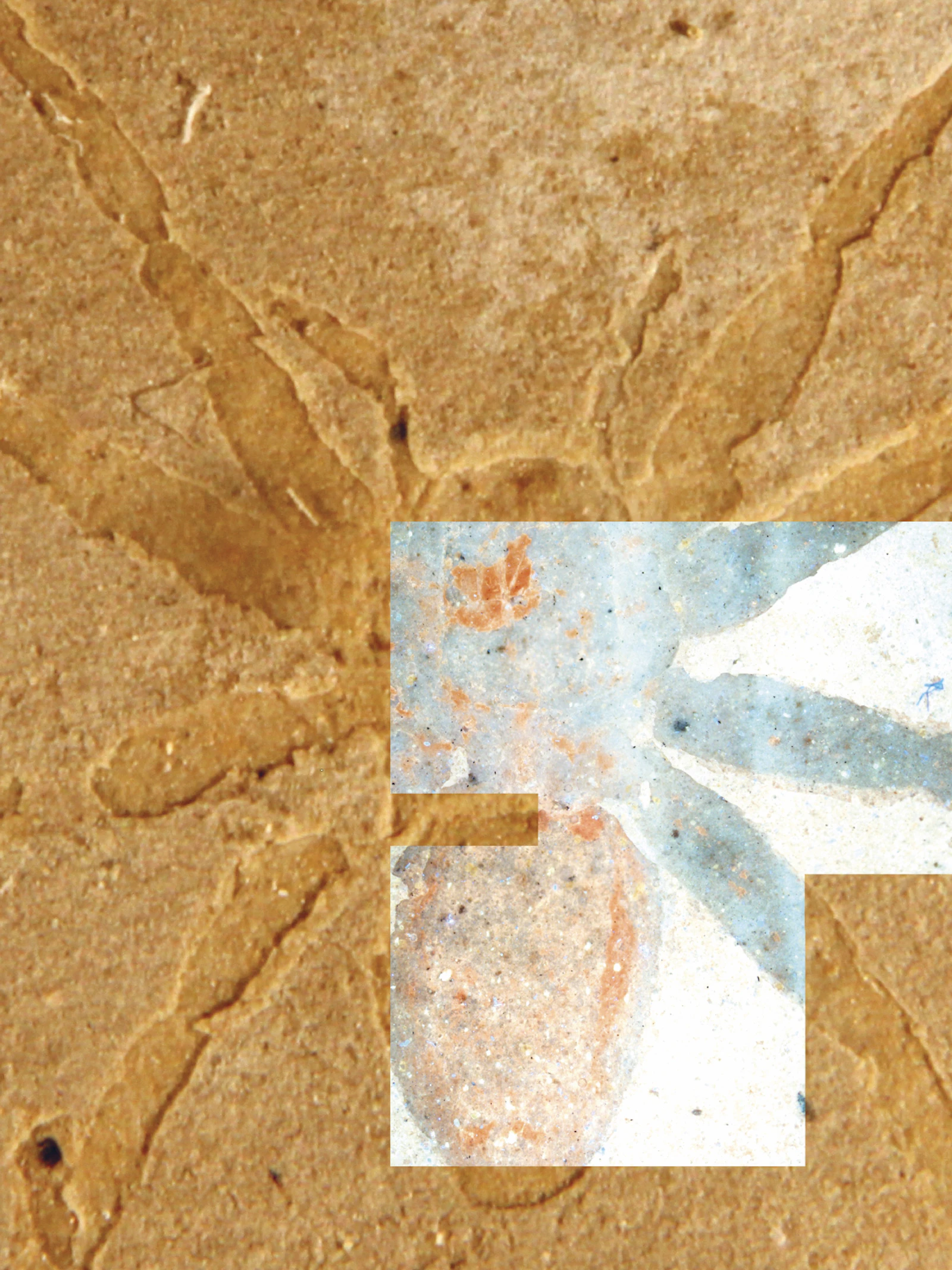 Prehistorische spinnen toch bewaard dankzij bijzonder proces