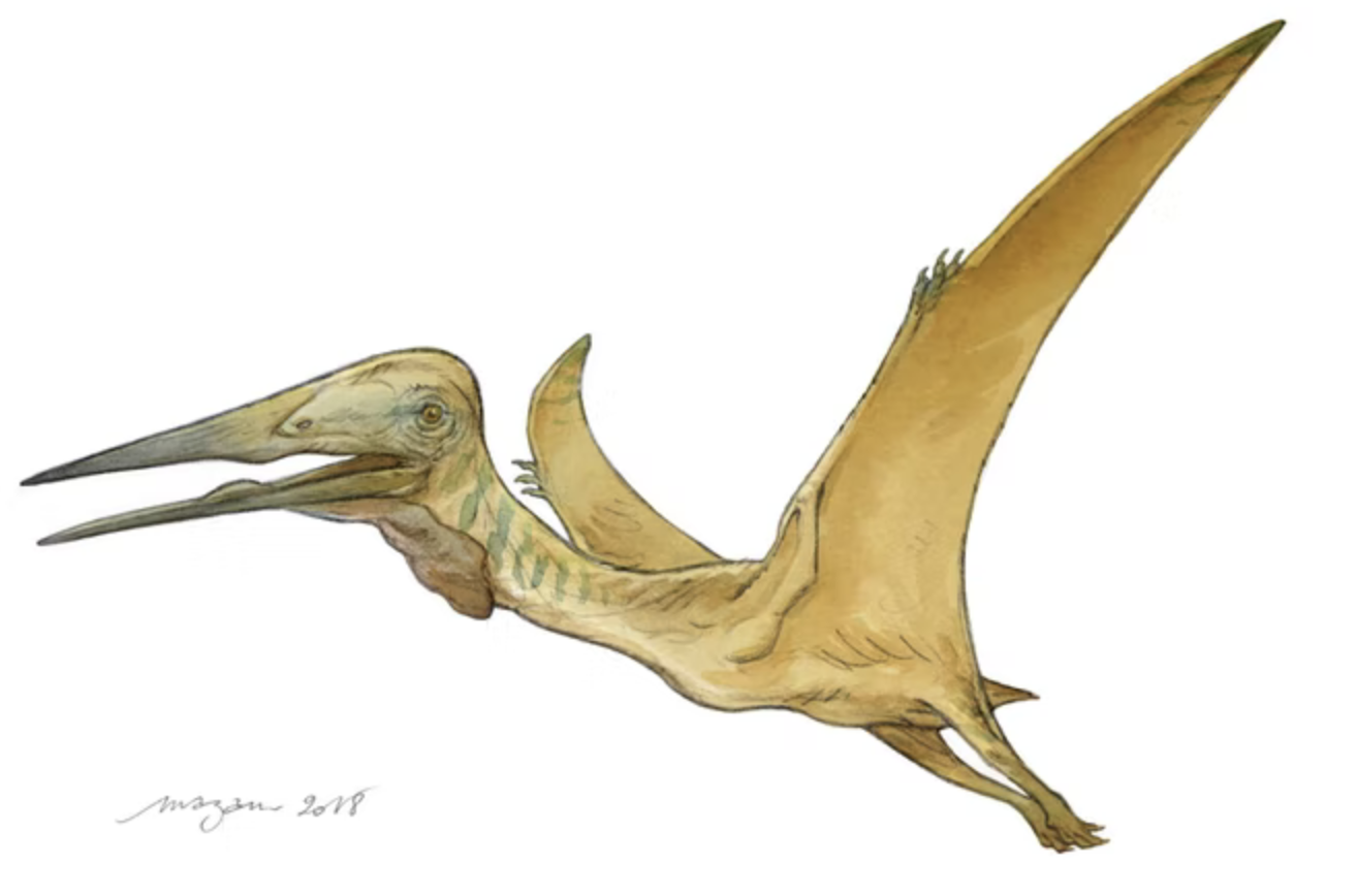 De meeste dino’s waren warmbloedig