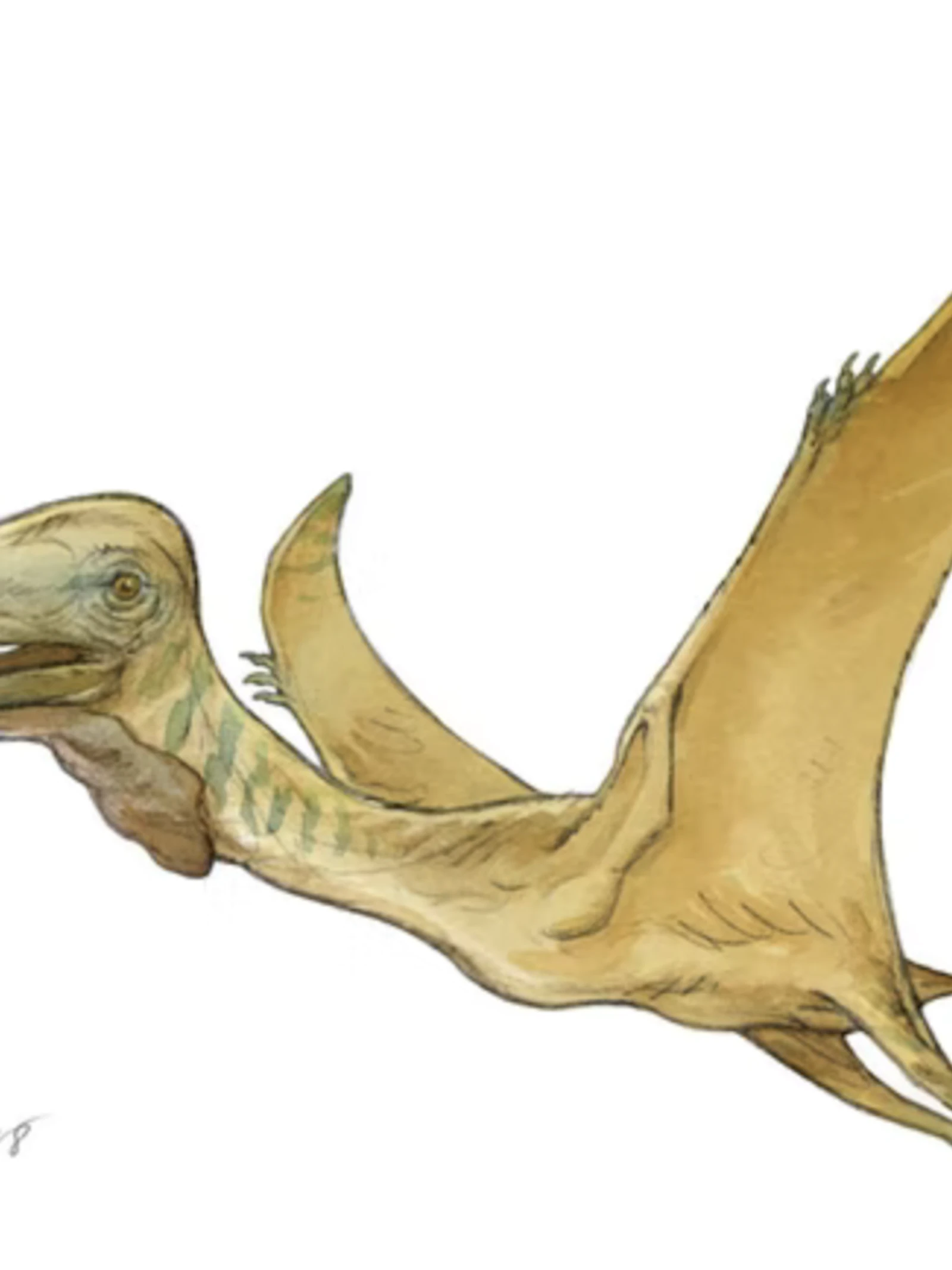 De meeste dino’s waren warmbloedig