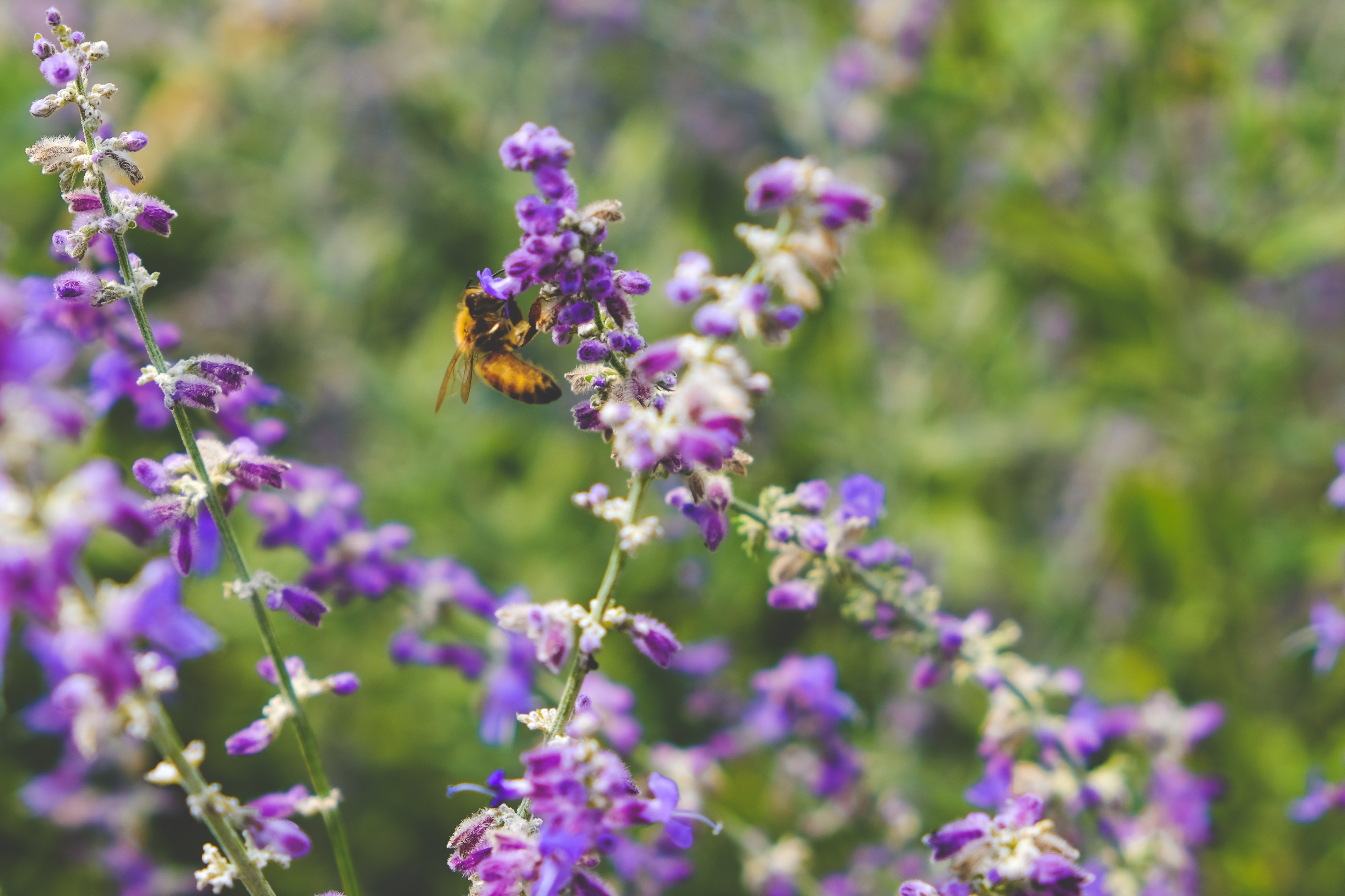 Meer land nodig om biodiversiteit te beschermen