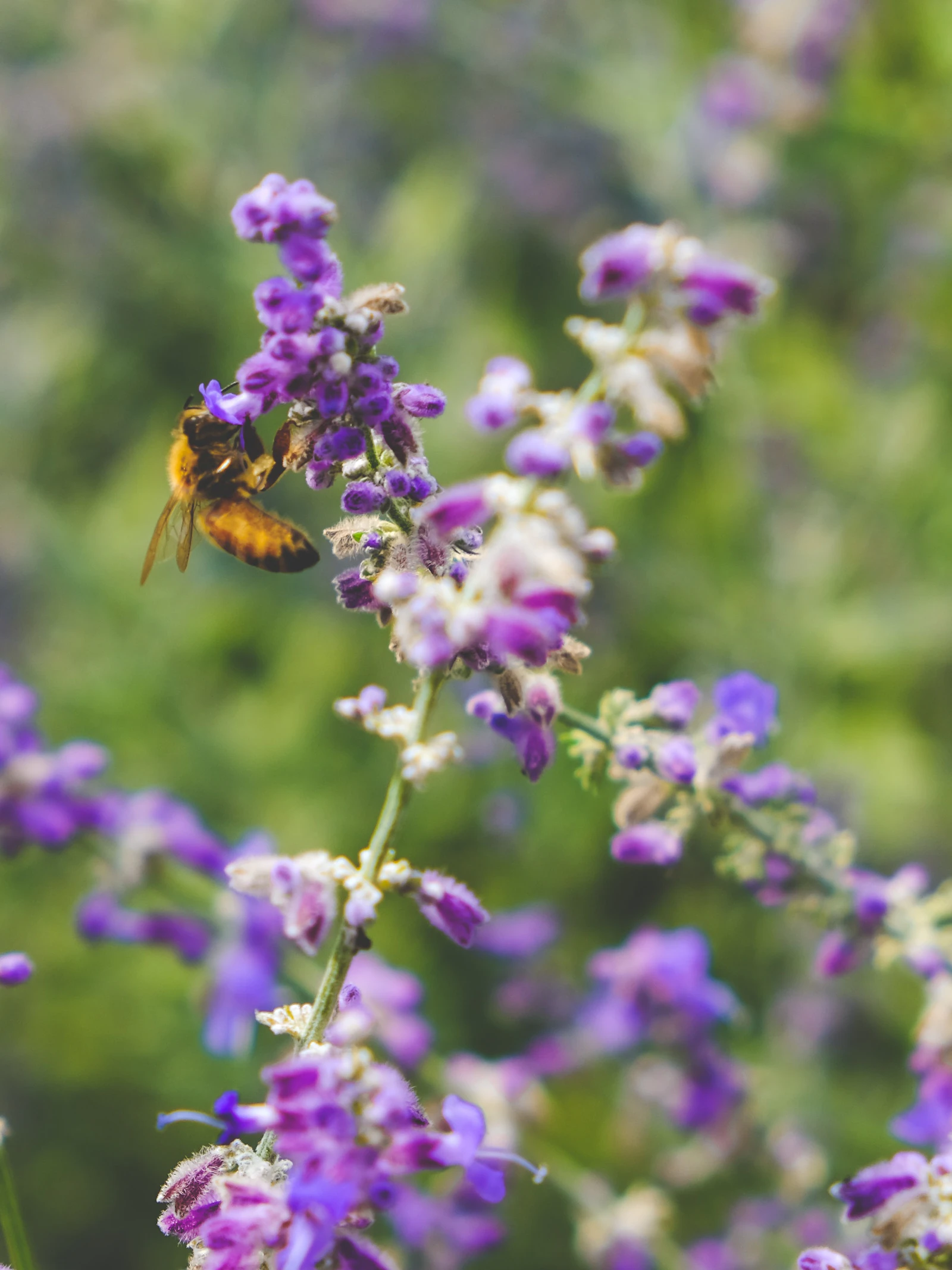 Meer land nodig om biodiversiteit te beschermen