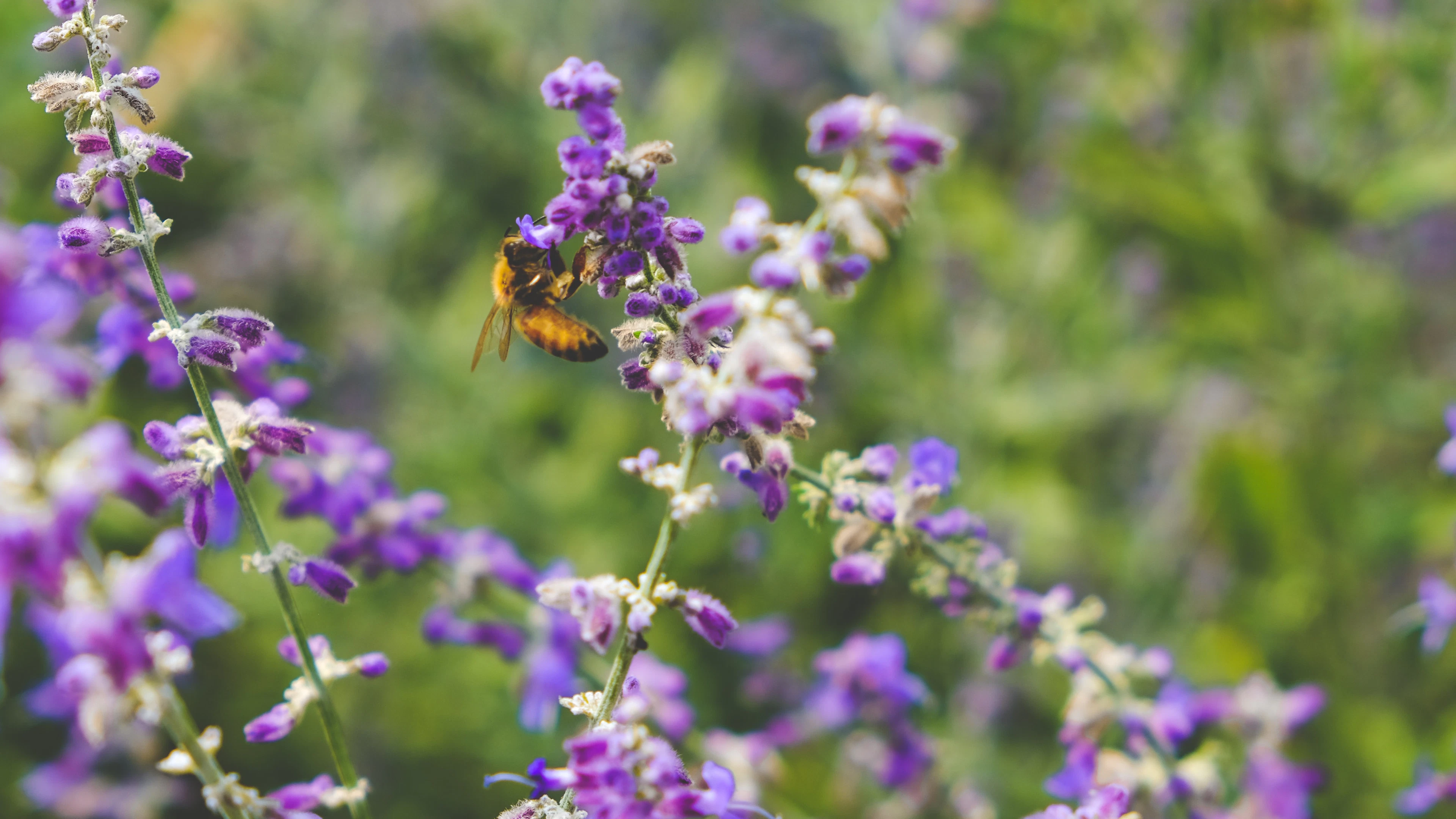 Meer land nodig om biodiversiteit te beschermen