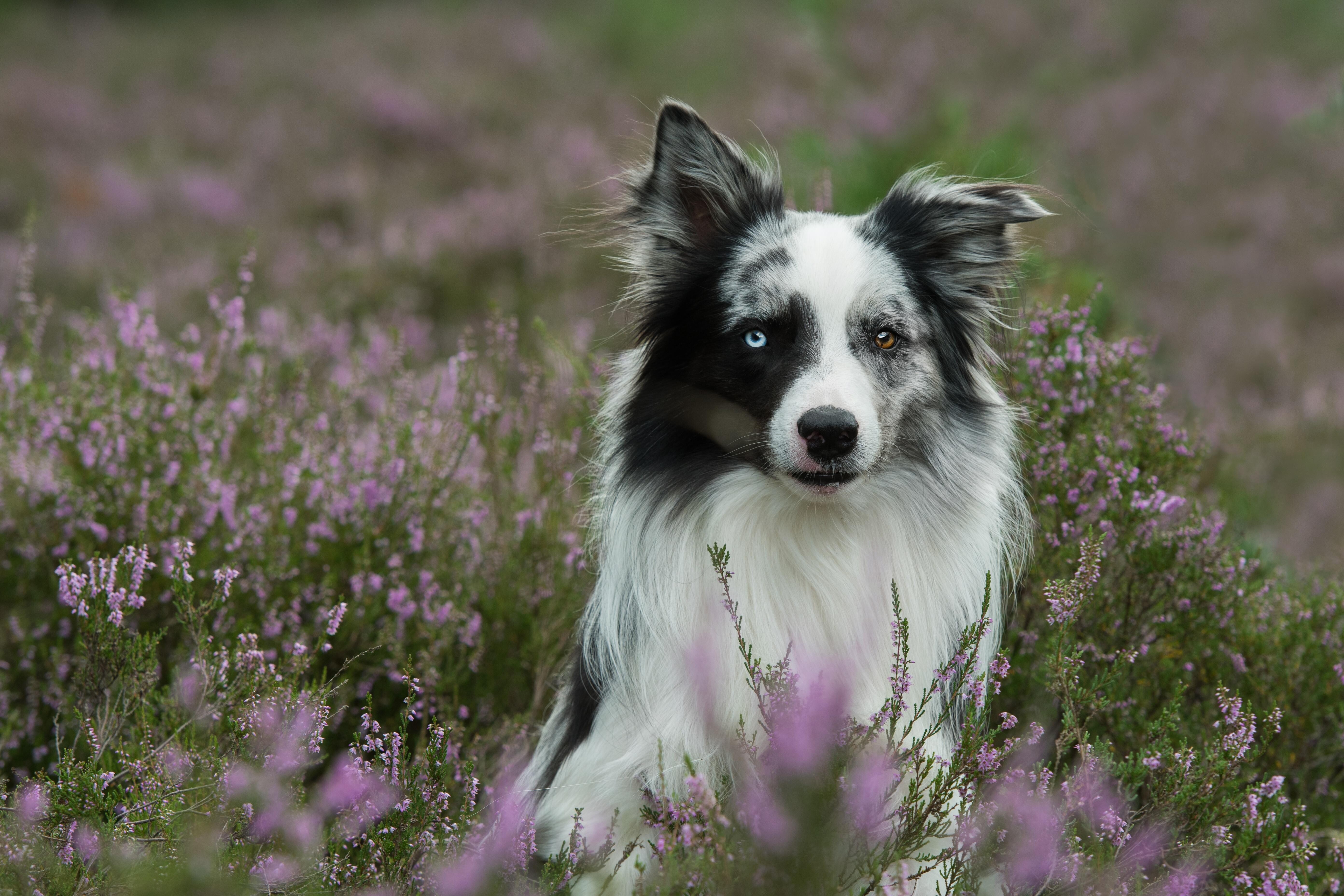 De hond komt uit het Oosten
