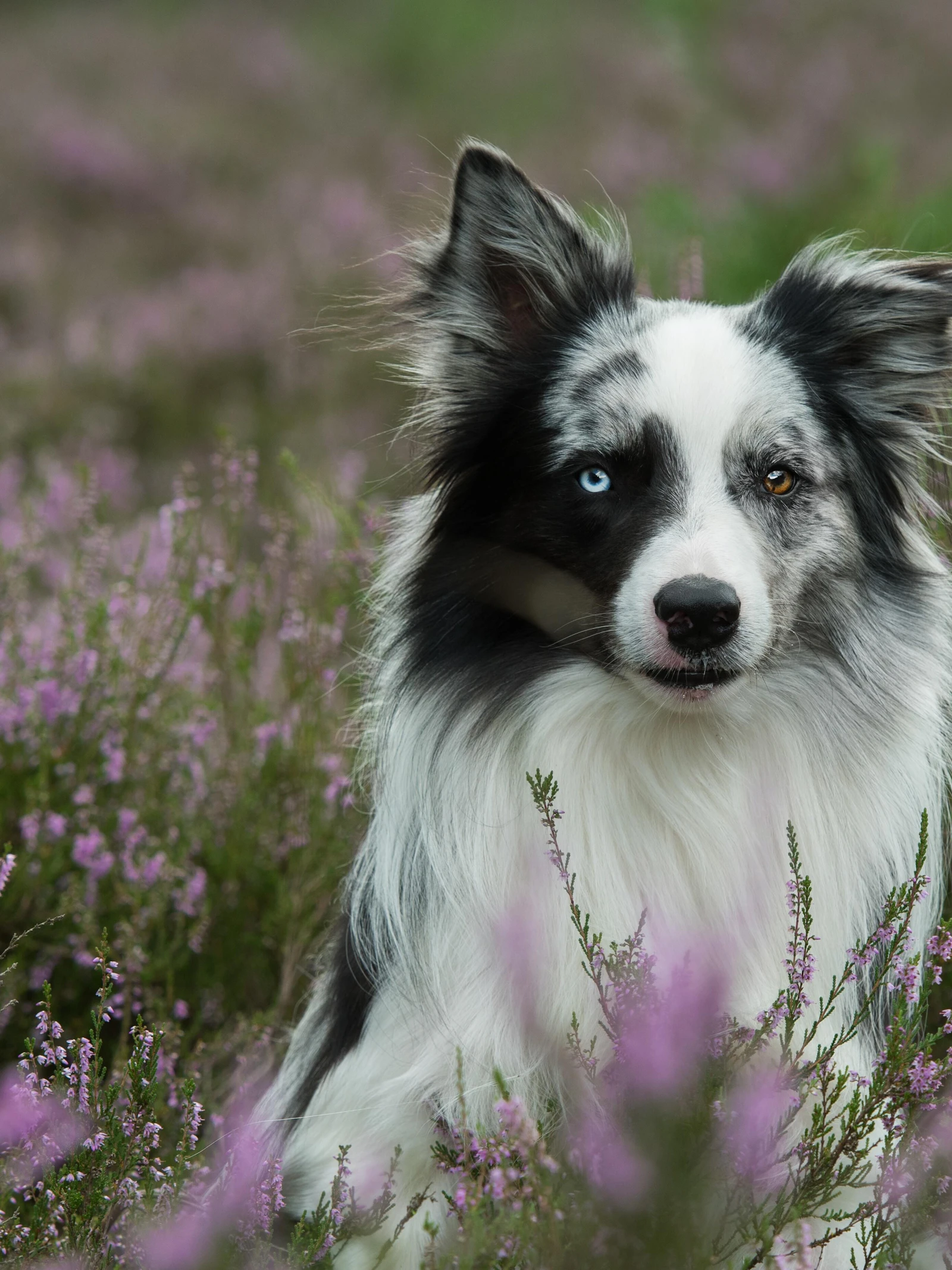 De hond komt uit het Oosten