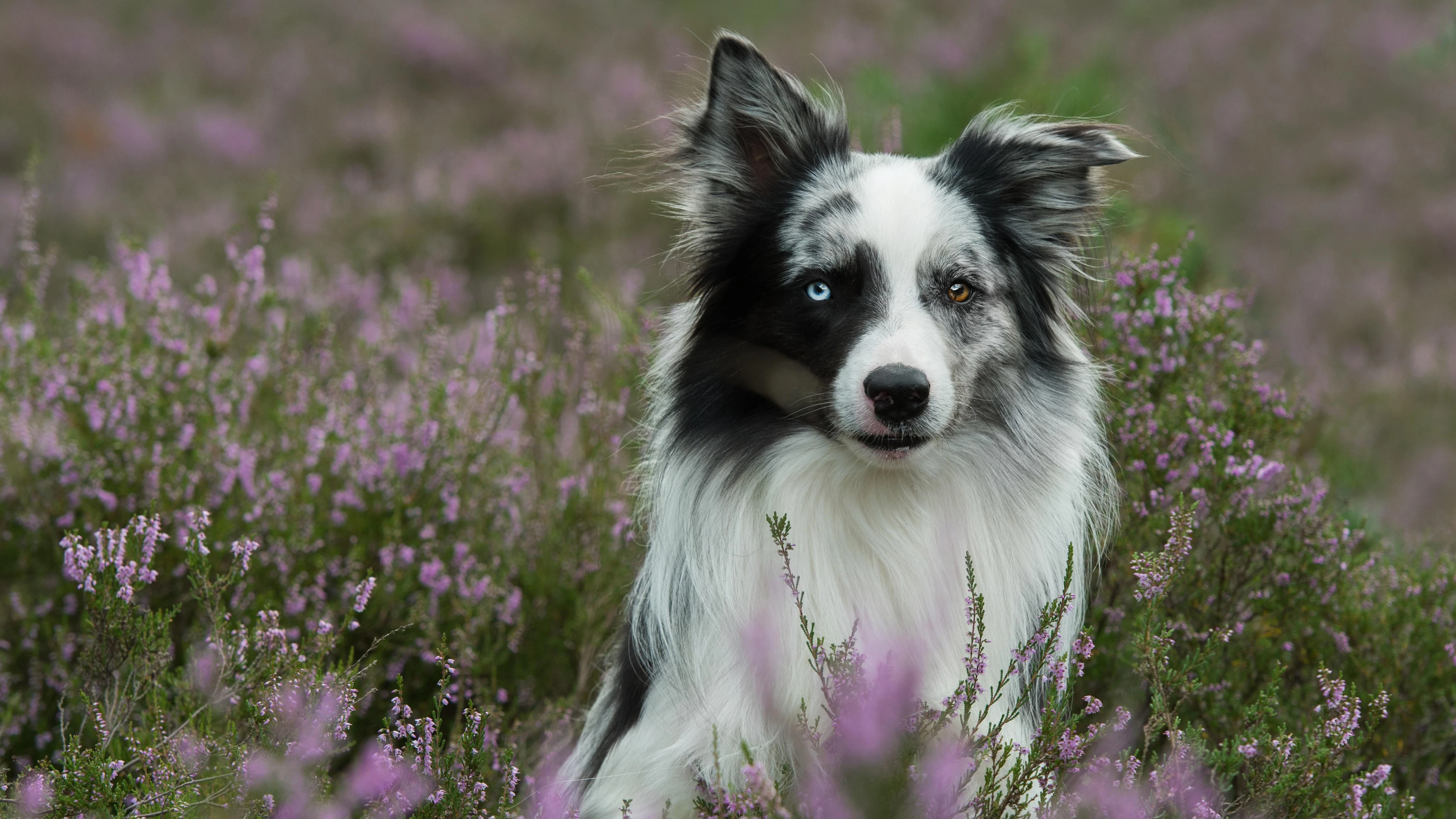 De hond komt uit het Oosten