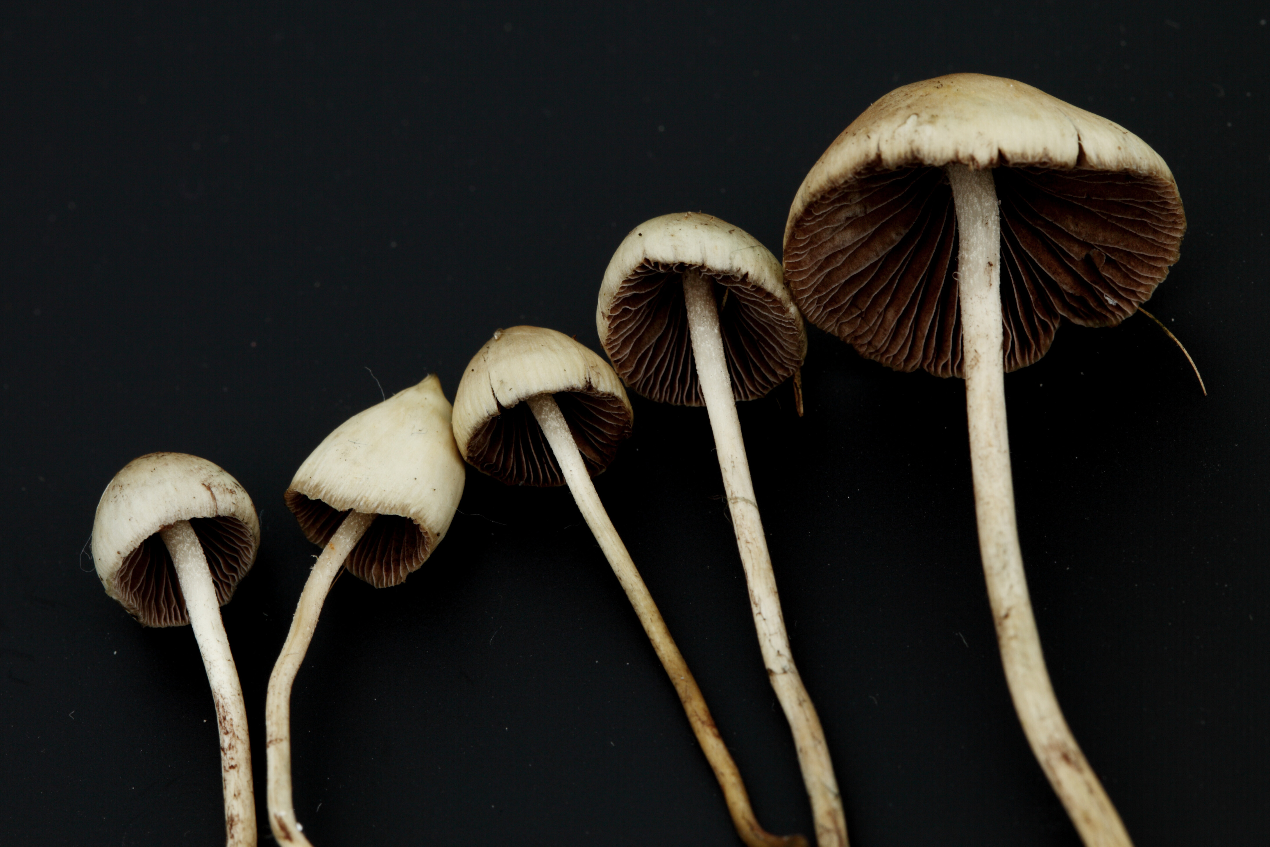Alle psychiaters zeggen ja tegen psychedelica, of niet?