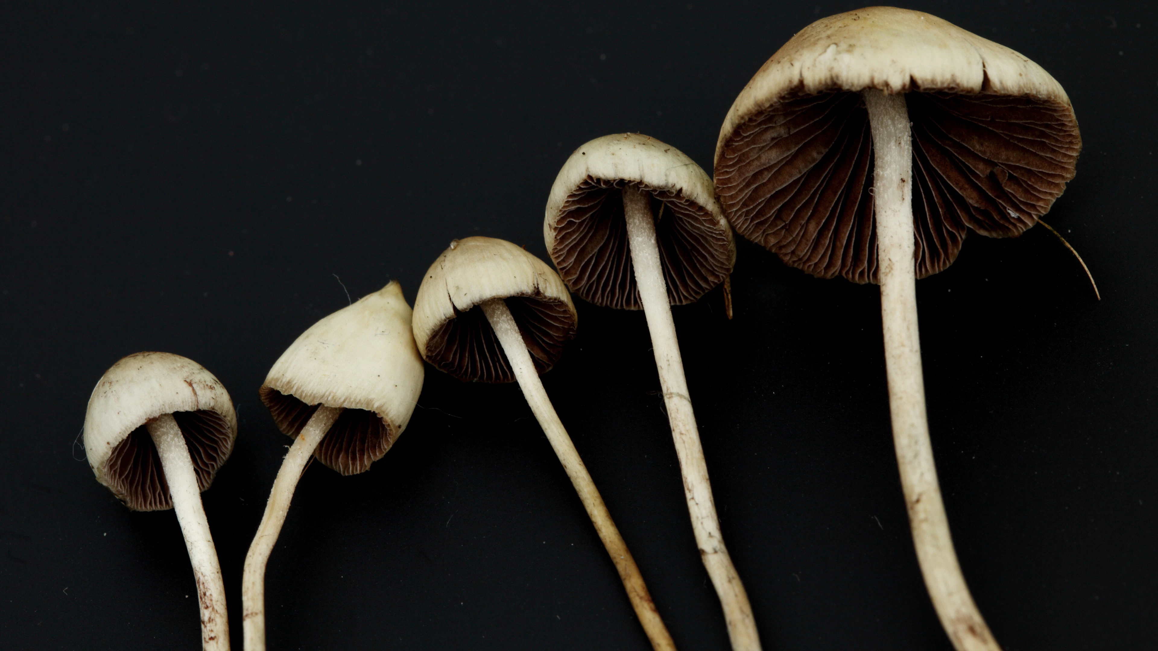 Alle psychiaters zeggen ja tegen psychedelica, of niet?