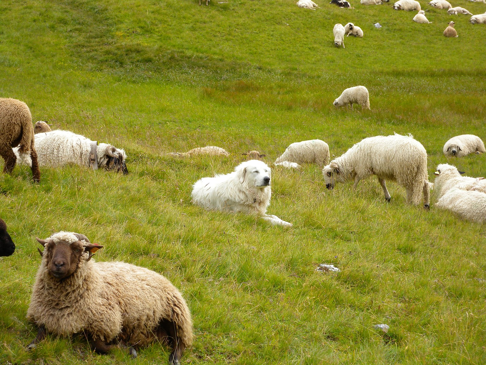 Meer ponden voor herdershonden