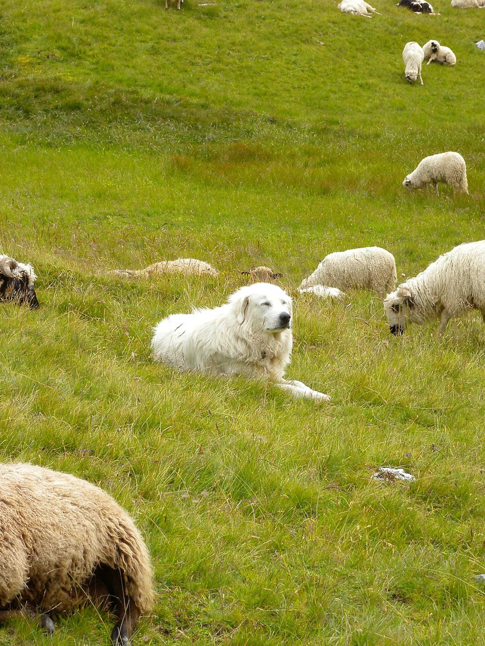 Meer ponden voor herdershonden