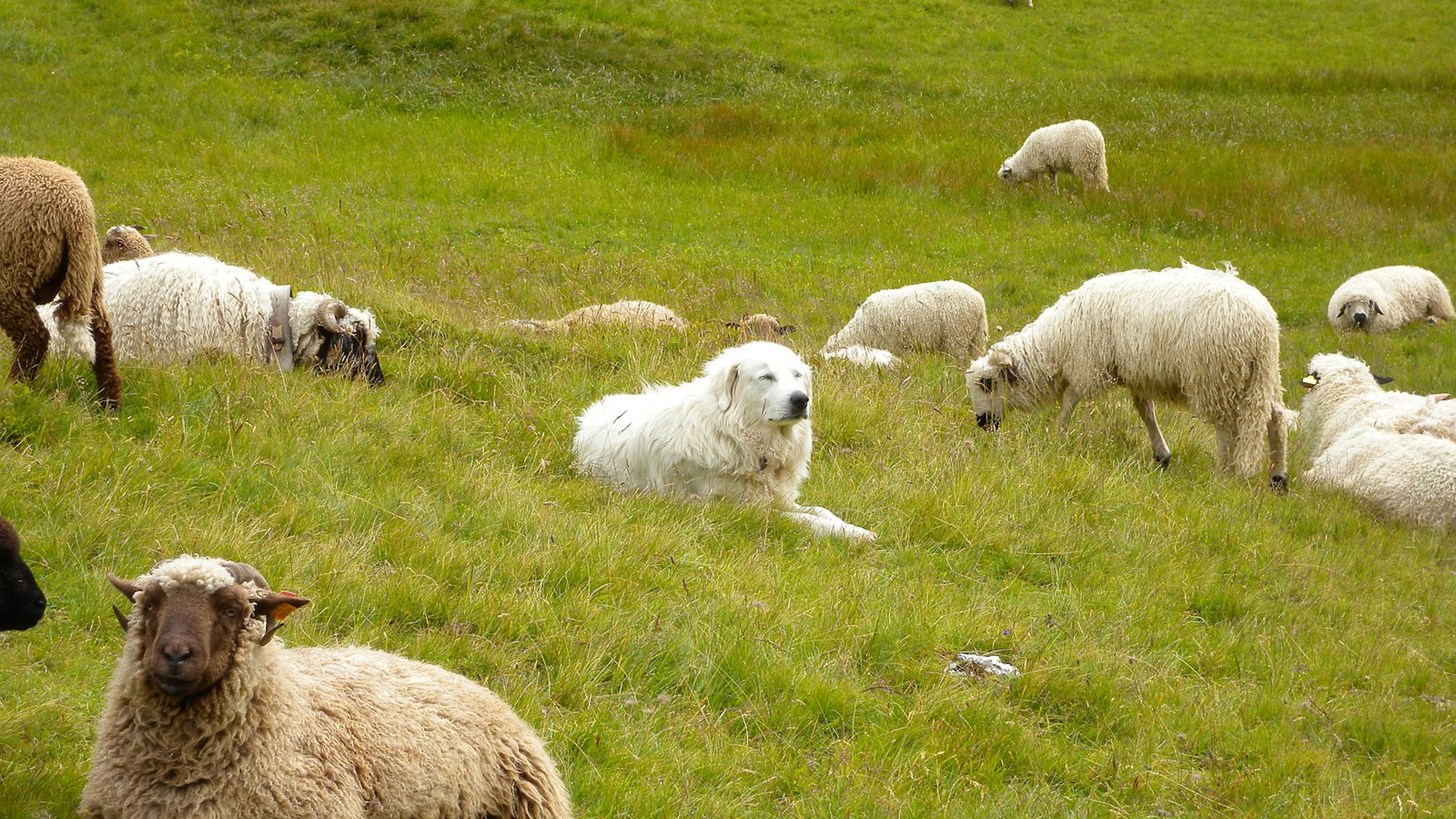 Meer ponden voor herdershonden