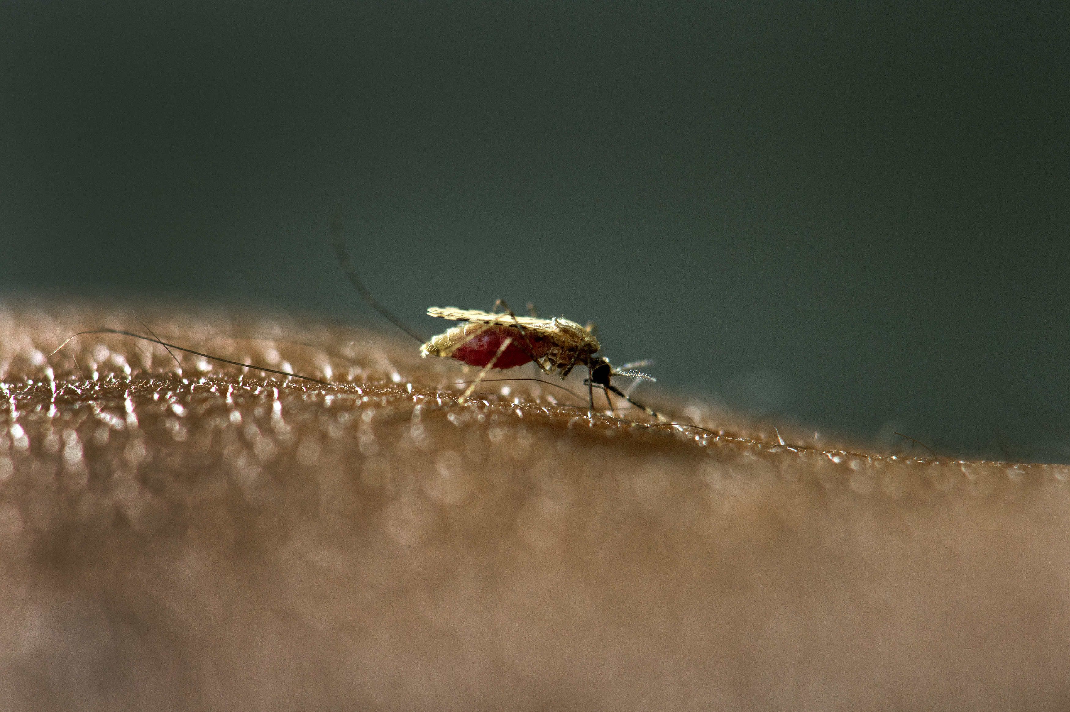 Nieuw medicijn blokkeert de overdracht van malariaparasieten door muggen