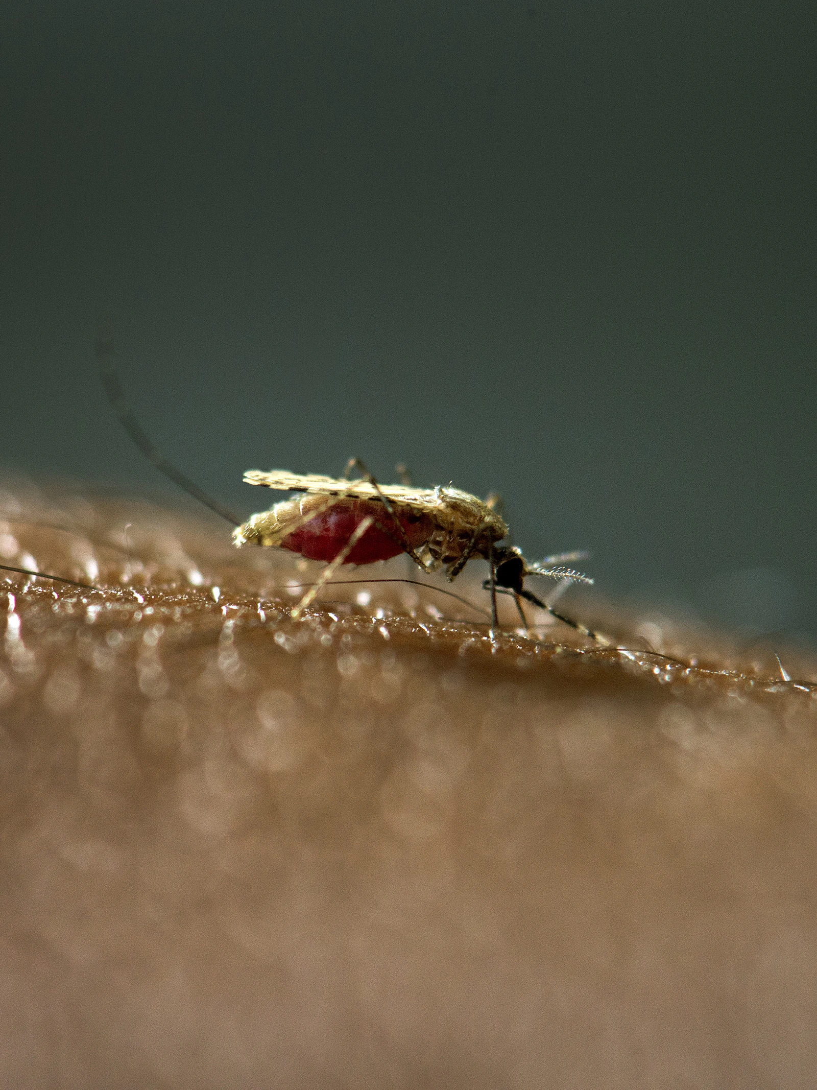 Nieuw medicijn blokkeert de overdracht van malariaparasieten door muggen