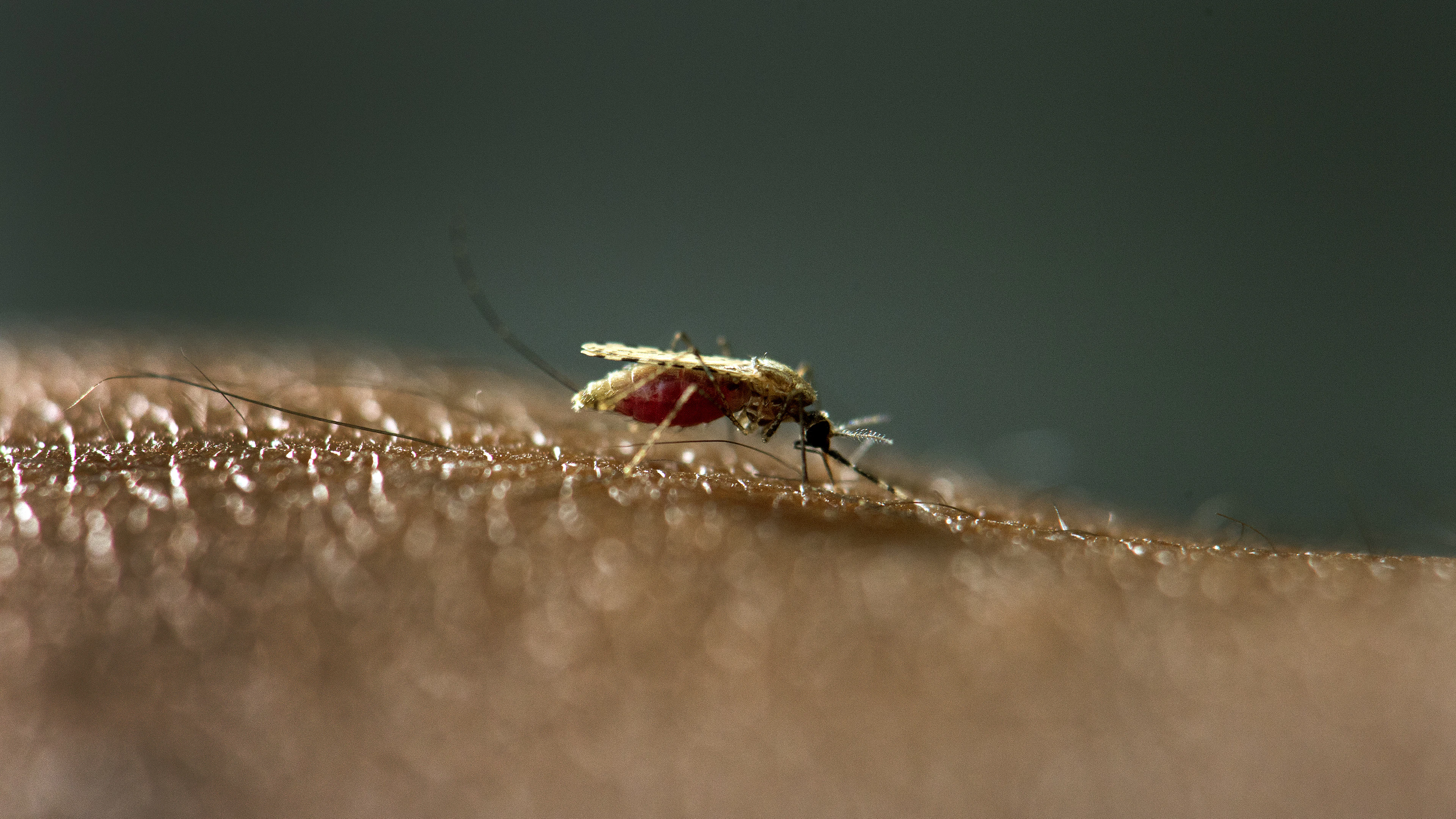 Nieuw medicijn blokkeert de overdracht van malariaparasieten door muggen
